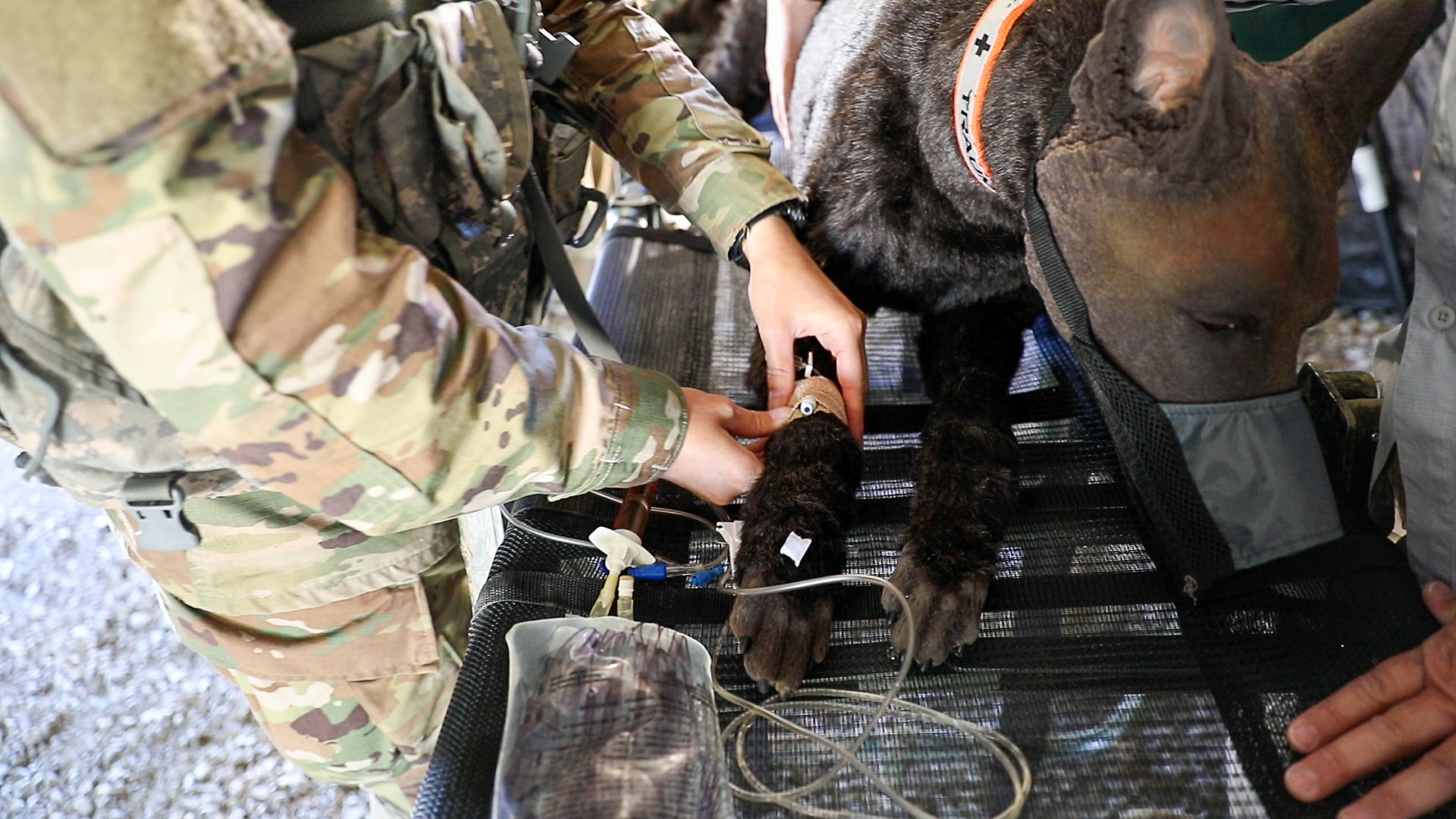 Veterinarians prepare for disasters at Exercise Guardian Response 2021