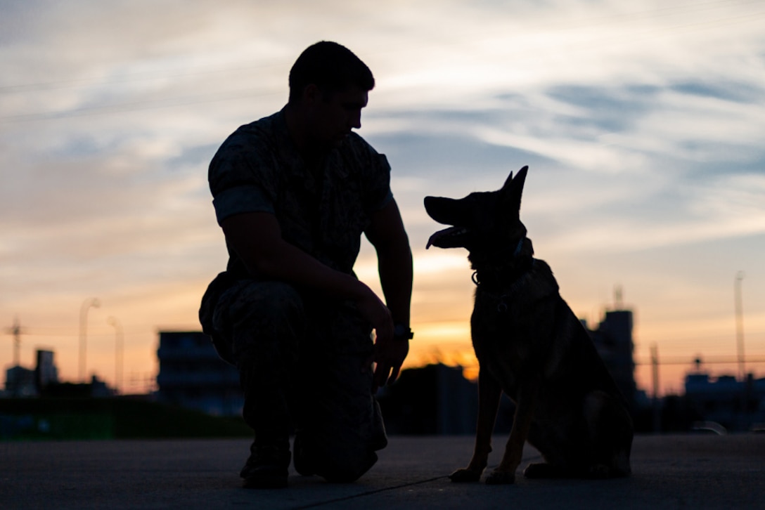 A Marine and his military working dog are silhouetted against a twilight sky.