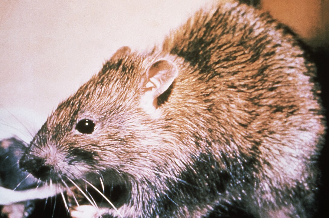 This image depicts a black rat, Rattus rattus, which is one of the amplification hosts associated with the spread of black death, or plague. Rats infected with the plague bacteria, Yersinia pestis, host fleas, which ingest the rat’s infected blood, in turn themselves becoming infected. If these fleas then bite a human being in order to obtain another blood meal, they transfer these bacteria, thereby, infecting the human with plague.