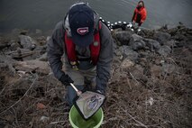 Steve Corbett, a biologist from the National Oceanic and Atmospheric Administration, examines fish on the shores of Naval Station Everett (NSE), Washington, May 20, 2021.