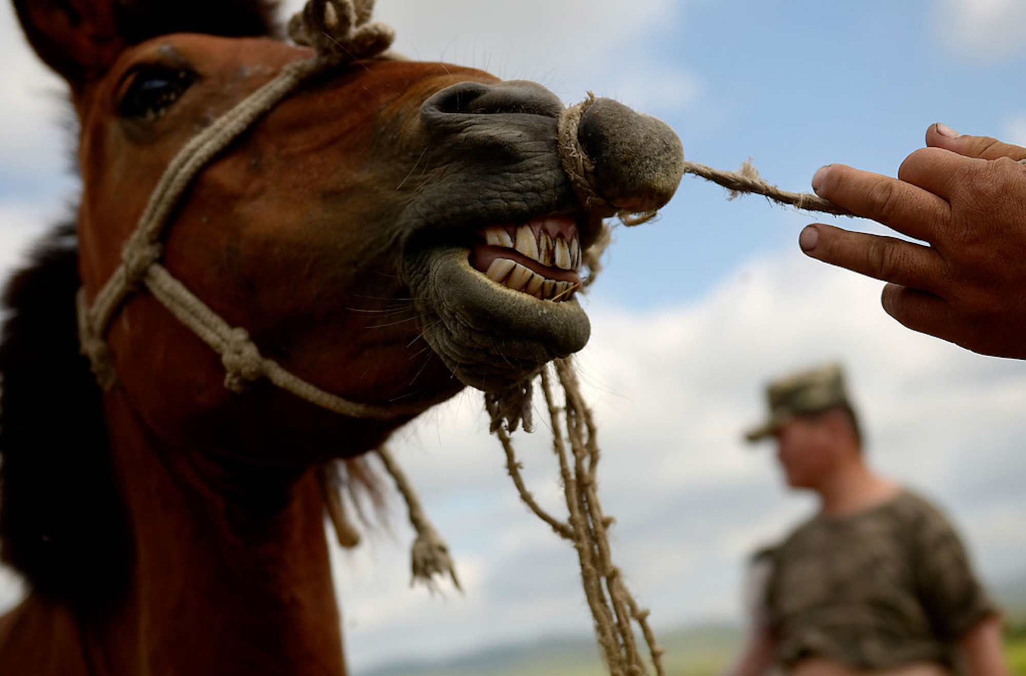 Veterinarians with the Mongolian Border Forces tries to coral a horse for a pregnancy check in northeastern Mongolia near the Russian border. A small harmless rope is tied around the horse's nose to help control the animal. (U.S. Air Force photo/Master Sgt. Jeremy T. Lock)