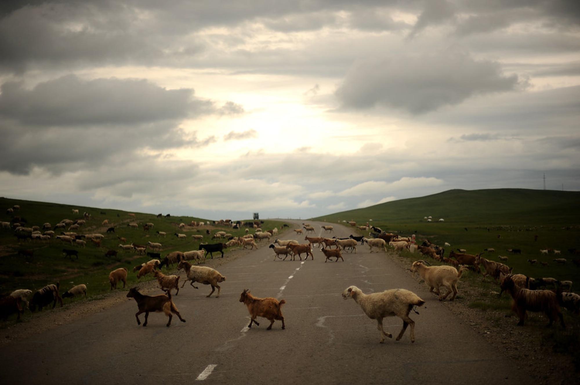 A flock of sheep cross a road in northeastern Mongolia. Mongolia is the land of livestock with more than 30 million livestock, including 13.8 million sheep, 10.2 million goats, 3.1 million cattle, 2.6 million horses and 322,300 Bactrian camels. The livestock is permanently threatened by the fragile condition of pastureland, severe winters and endemic animal diseases. To cope in the short term, herders at the subsistence level may have to sell animals. With fewer animals they find it even harder to survive. Herders are among the poorest of the poor in Mongolia.