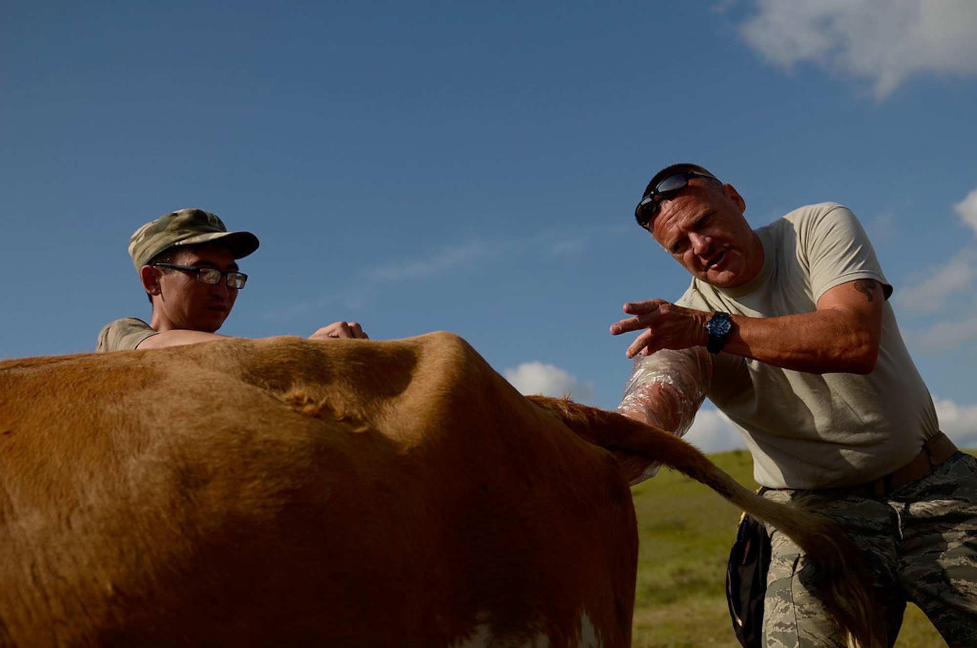 Lt. Col. Douglas Riley, a 13th AF/SGK international health specialist, and a veterinarian with the Mongolian Border Forces conducts a pregnancy check on a cow in northeastern Mongolia near the Russian border. By performing these routine checks it allows the herders to better track and care for their animals.(U.S. Air Force photo/Master Sgt. Jeremy T. Lock)