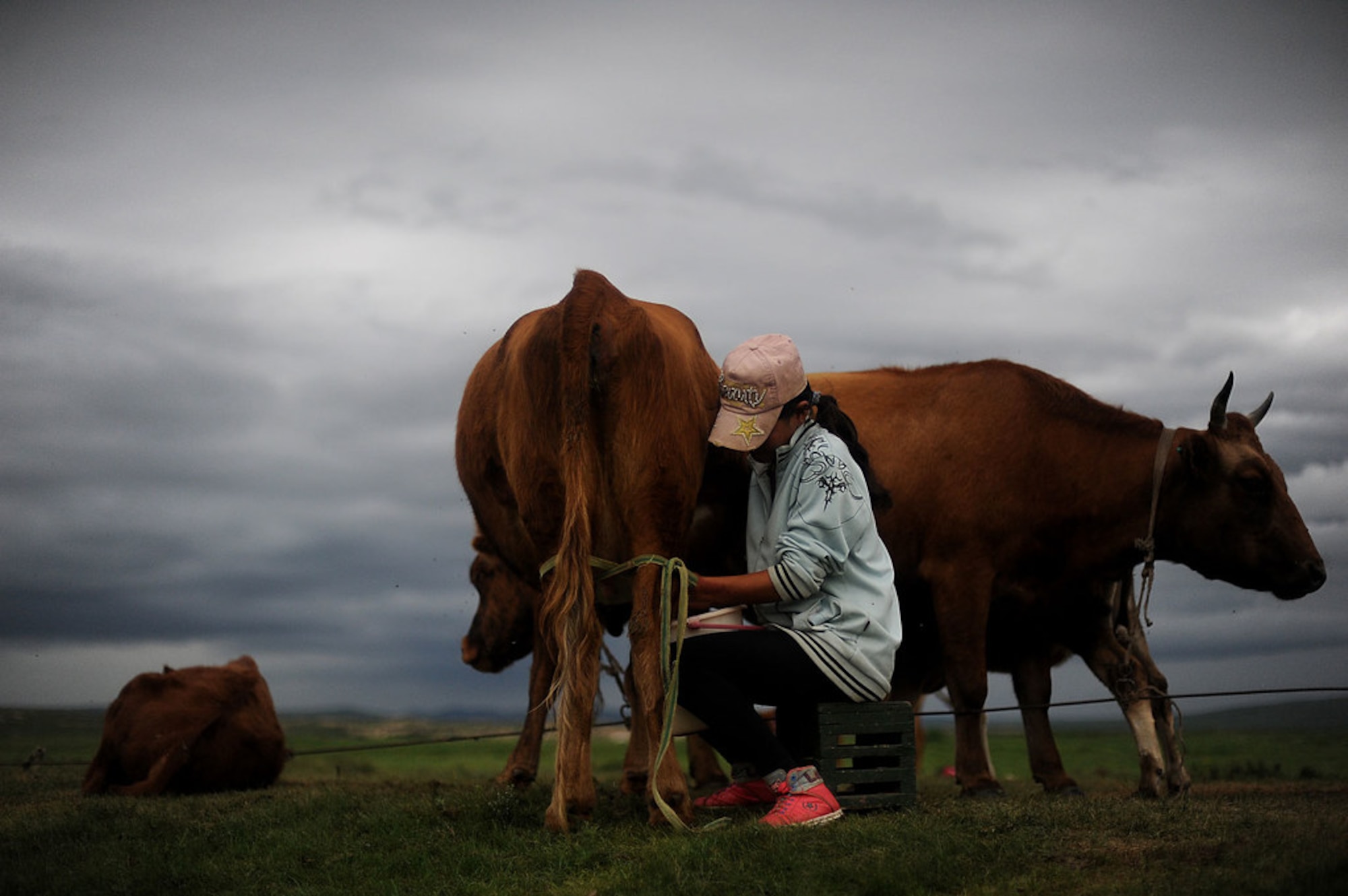 A Mongolian herder milks her cows in the late afternoon. The size of the livestock holdings of most families, particularly newcomers who have migrated from urban centers, is well below the subsistence level. For a sustainable livelihood over the long term, a family of herders needs at least 10 heads of cattle or yak or 70 sheep. Yet when livestock collectives were disbanded in the early 1990s, about 20 percent of families, many of them headed by women, received fewer than 10 animals. (U.S. Air Force photo/Master Sgt. Jeremy Lock)