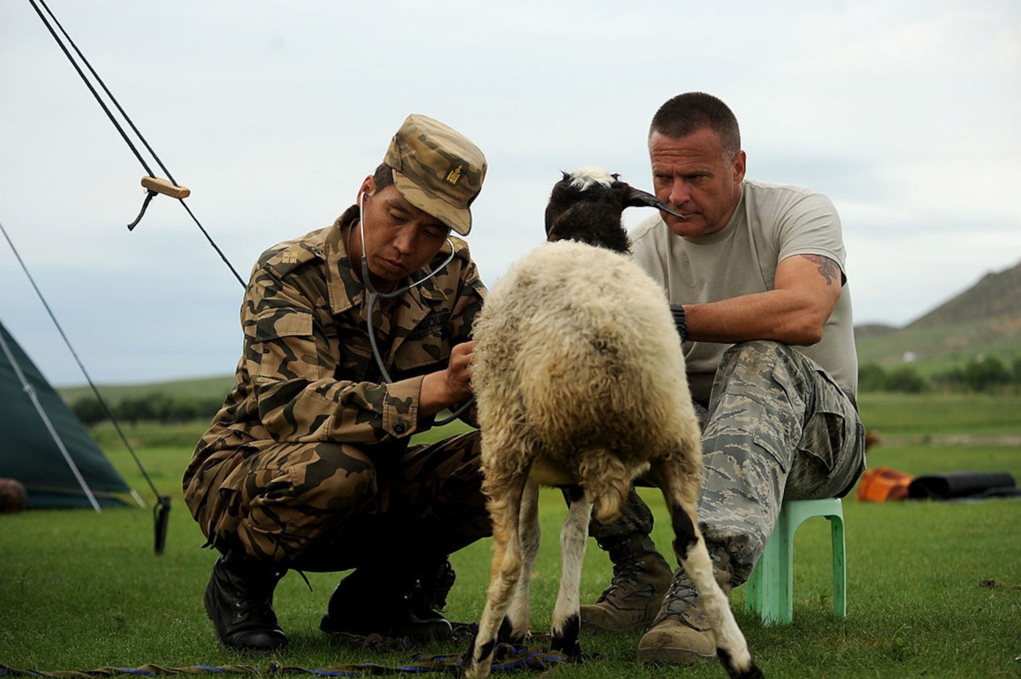 Riley and a veterinarian with the Mongolian Army examines a sheep during a hands-on classroom exam in northeastern Mongolia near the Russian border. Riley is in Mongolia working with its Army and Border Forces teaching and promoting veterinarian and Public Health best practices.(U.S. Air Force photo/Master Sgt. Jeremy T. Lock)