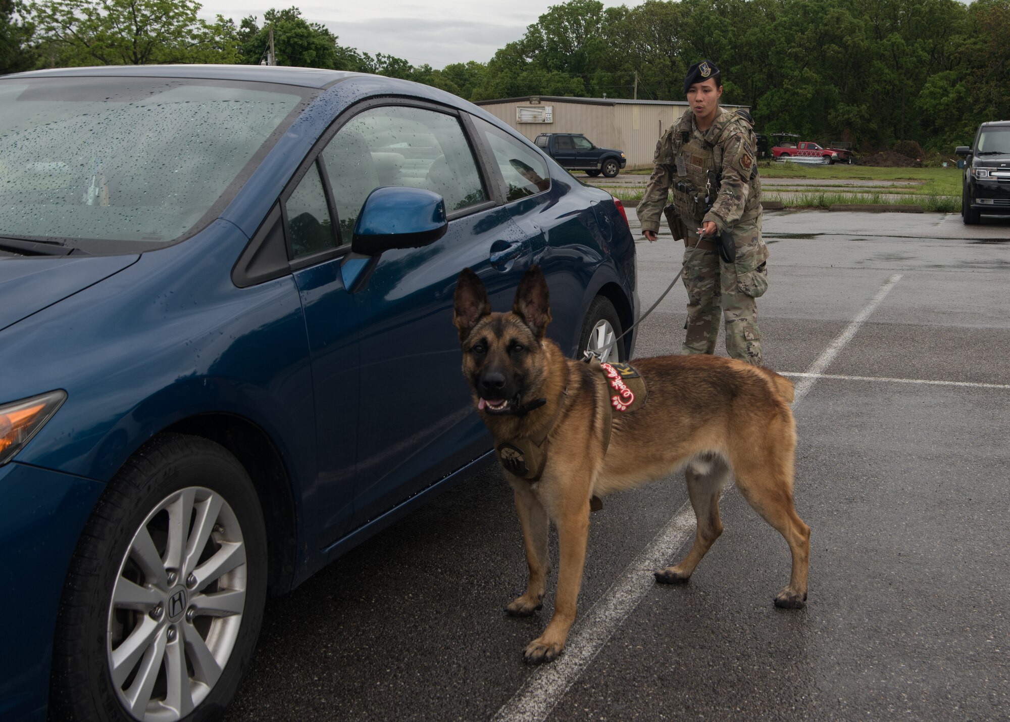 A military working dog team checks cars for anything suspicious.
