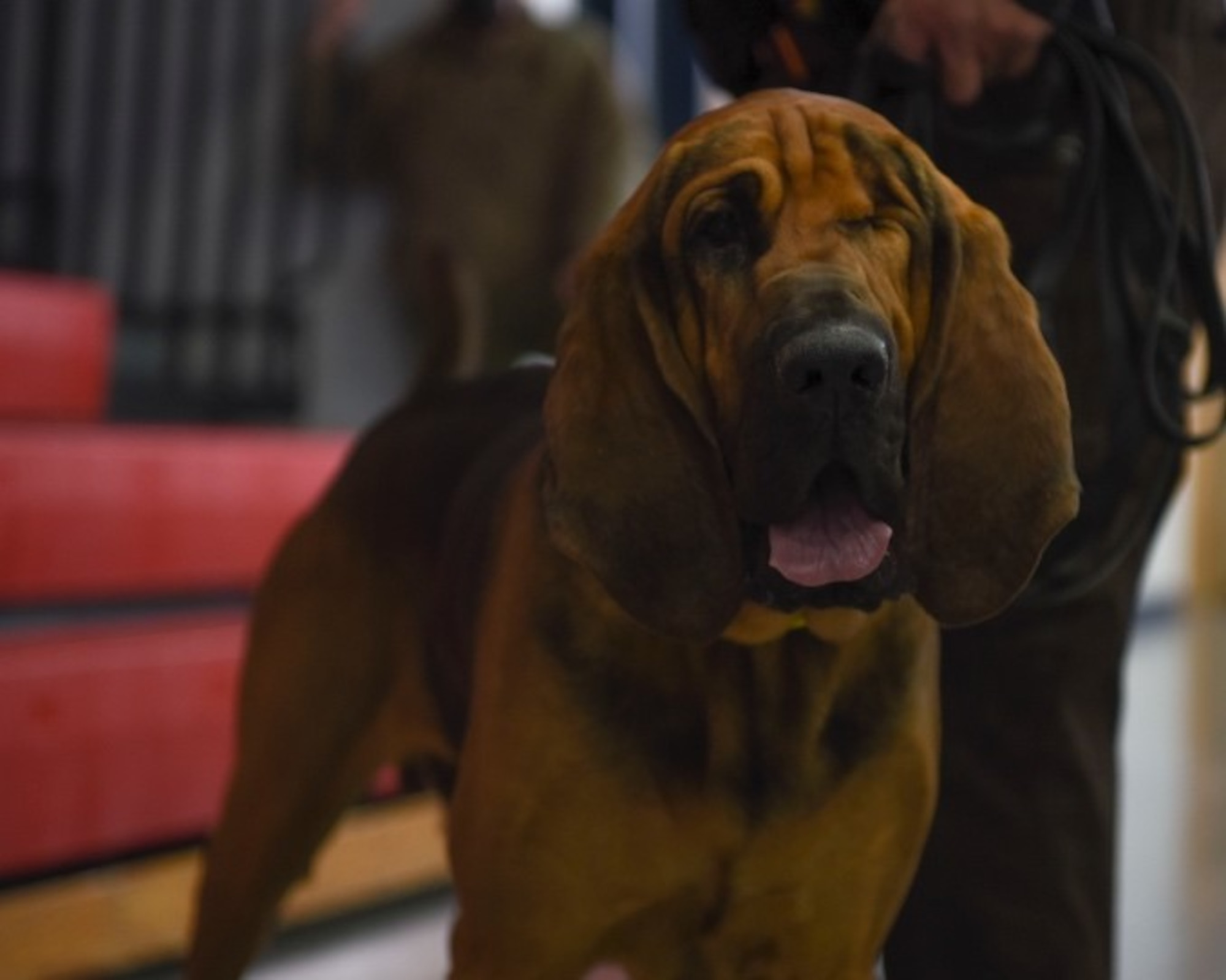 A bloodhound stands, looking into the camera.