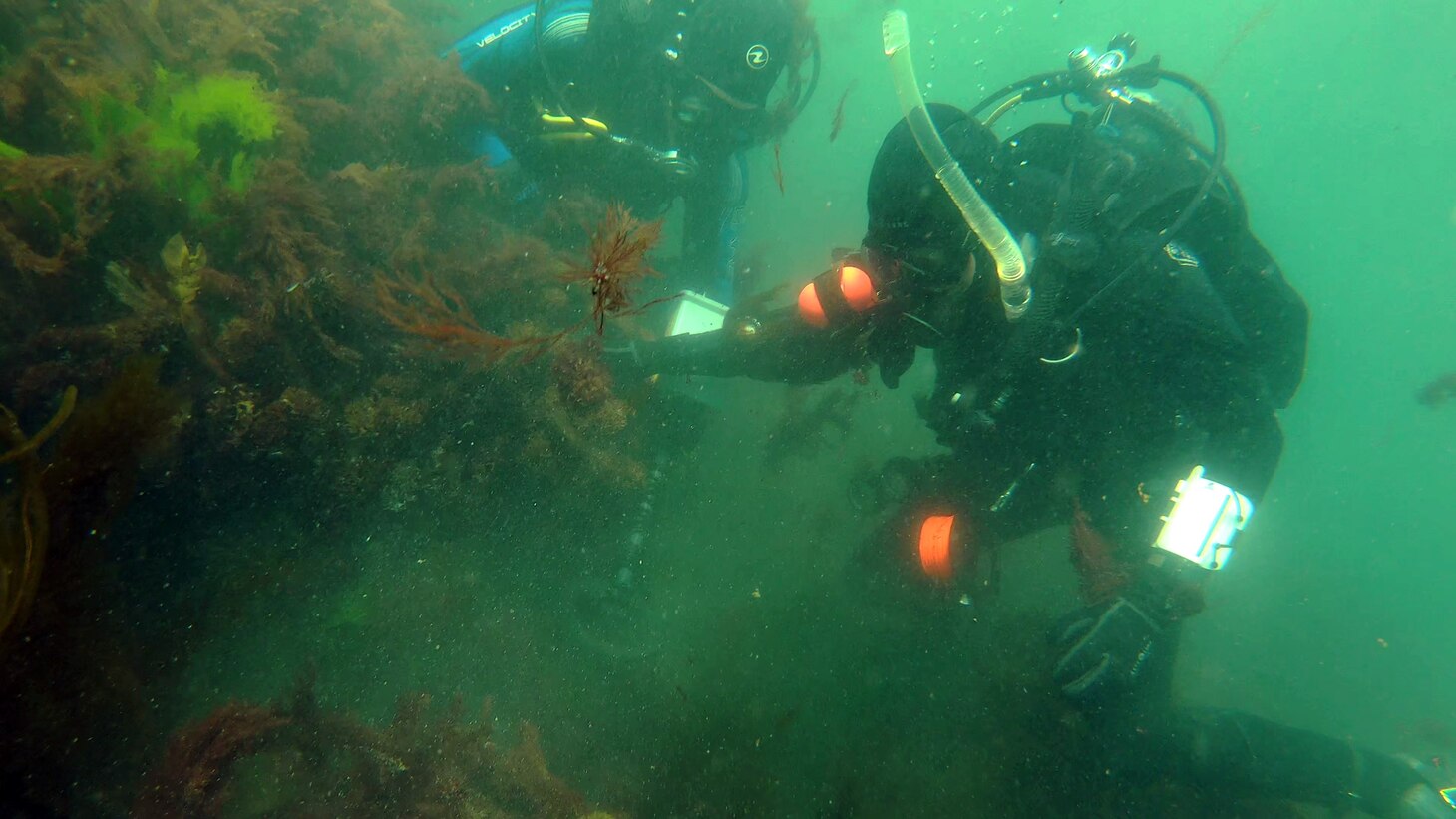 Jonathan Larcom and Dr. Schwarz survey the reef with a metal detector. Due to the rich sea life the wreck anomalies from the magnetometer survey are hidden among the rocks and have to be pinpointed with the hand held sensor.