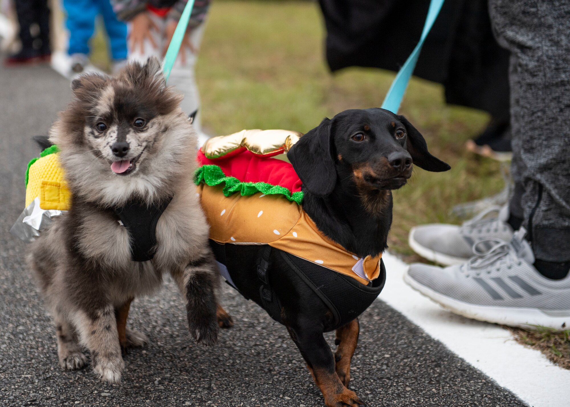 Two dogs stand together