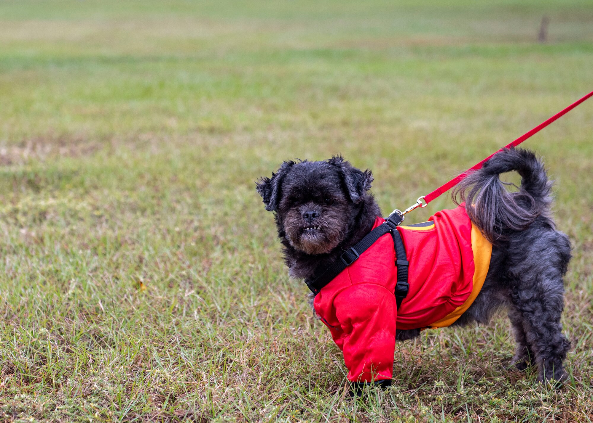 A dog stands in a field