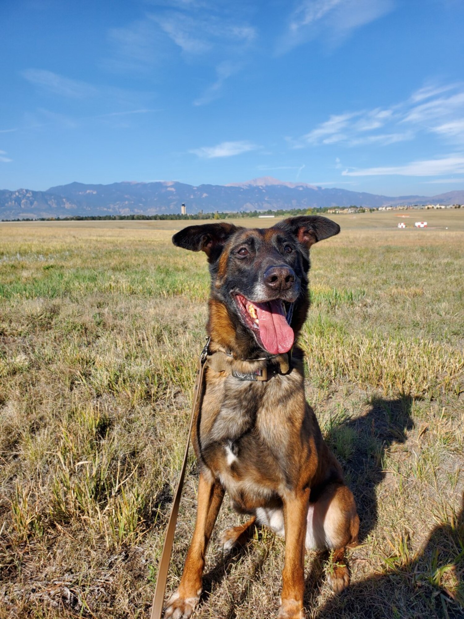 Military Working Dog Brick (Ret.), 21st Security Forces Squadron MWD