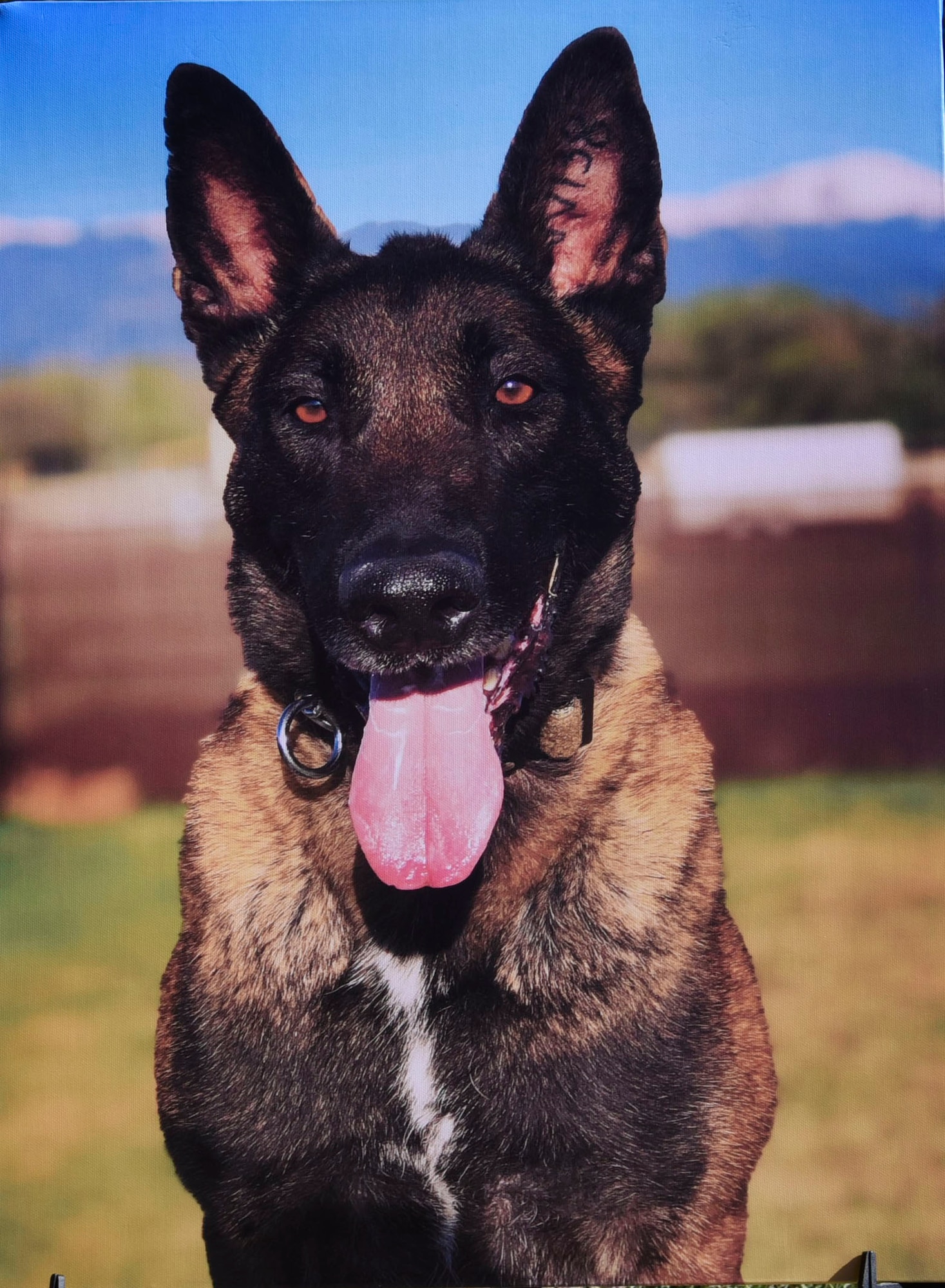 Military Working Dog Ppual (Ret.), 21st Security Forces Squadron MWD