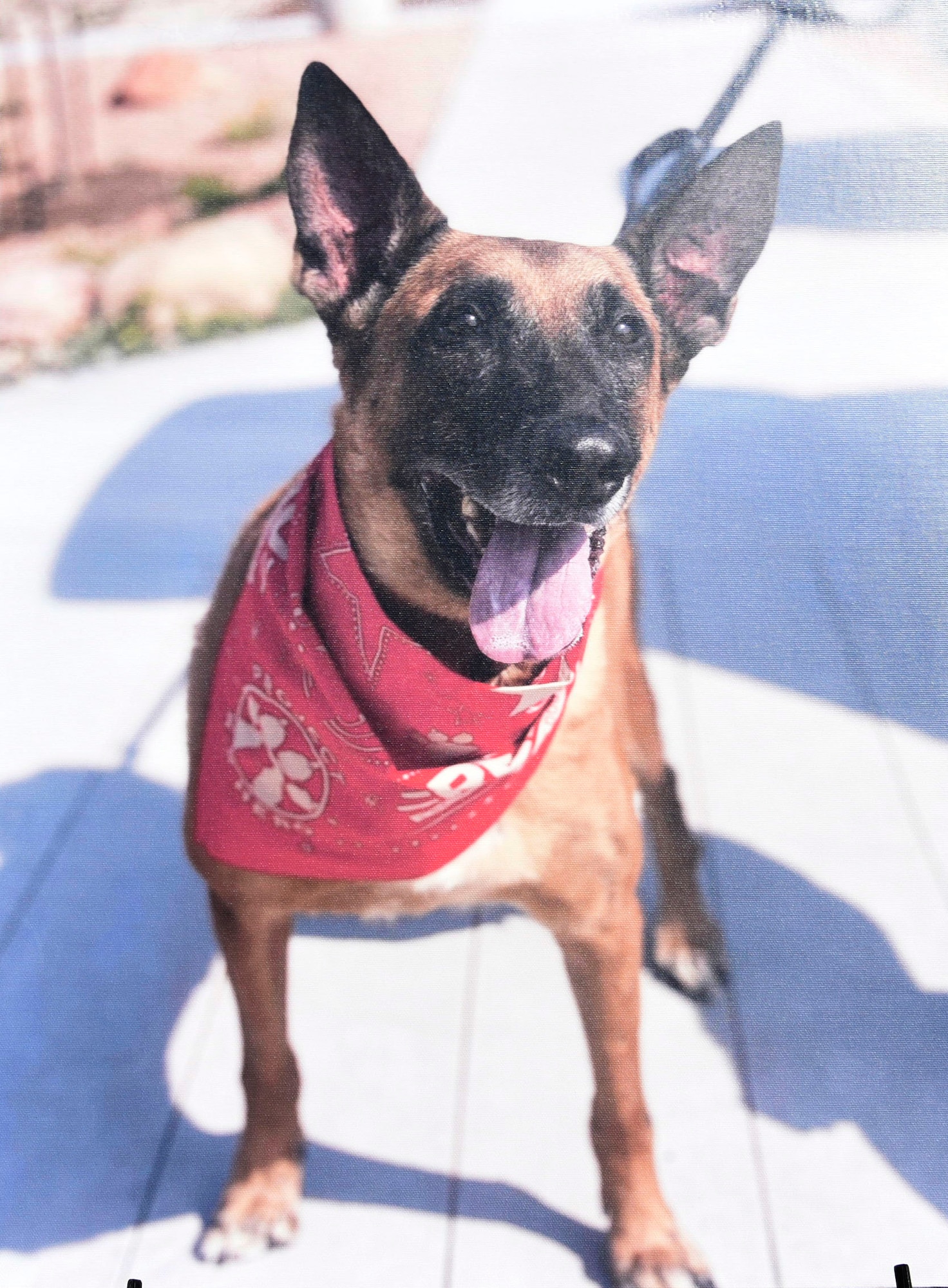 Military Working Dog Uumbro (Ret.), 21st Security Forces Squadron MWD