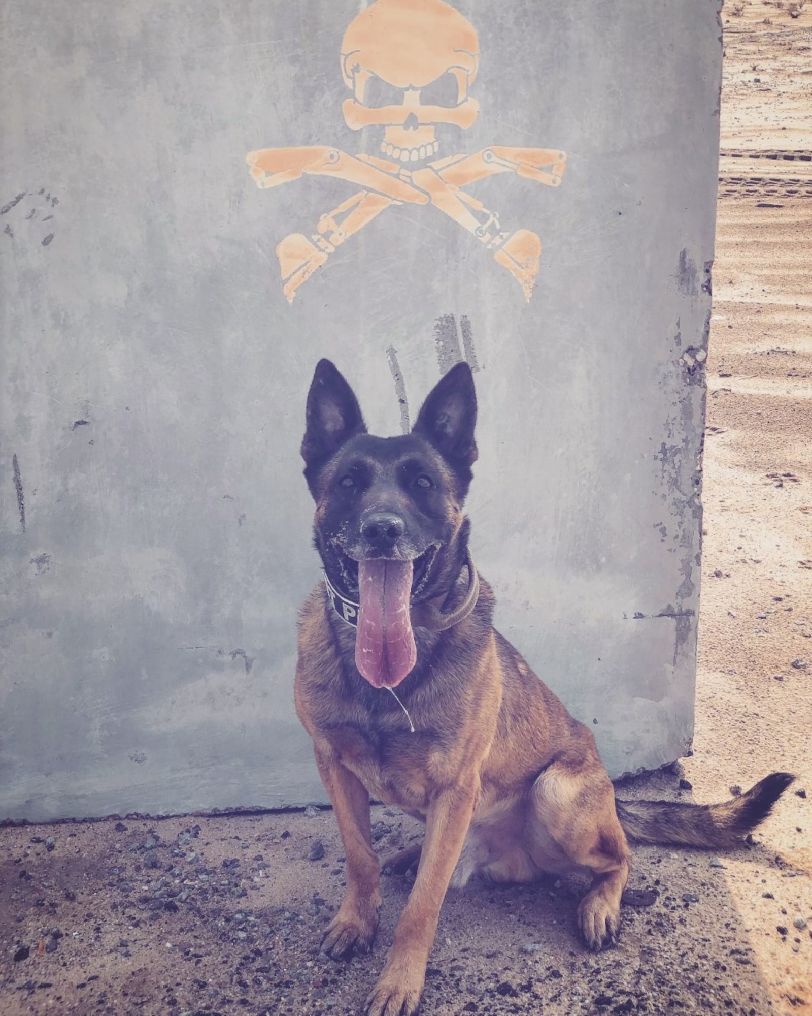 Military Working Dog Dano (Ret.), 21st Security Forces Squadron MWD