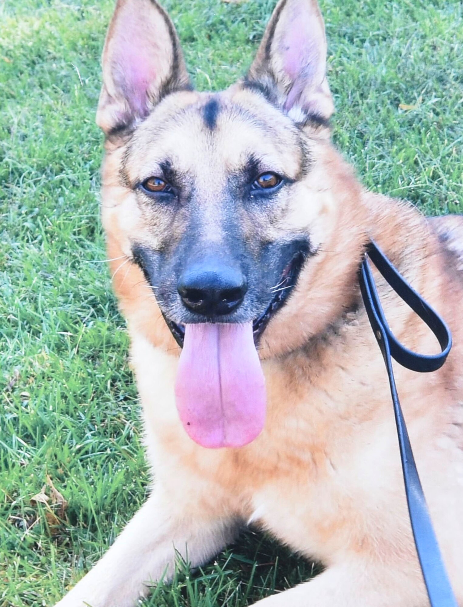 Military Working Dog Sultan (Ret.), 21st Security Forces Squadron MWD