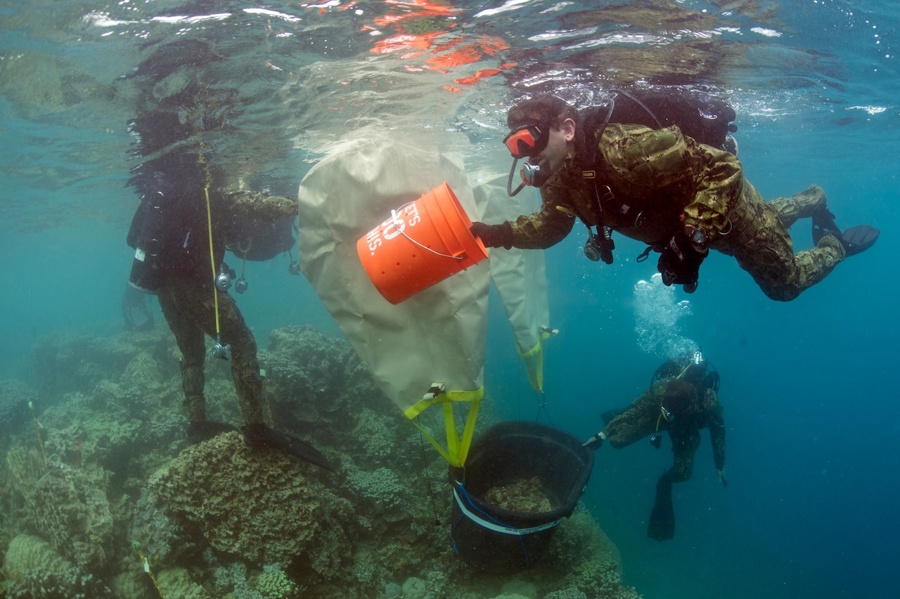 Divers carry a large basket of seed coral.