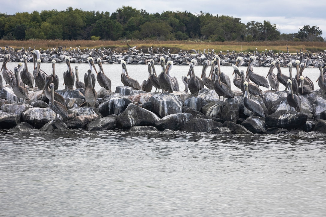 A pelican pod positions alongside a low-profile stone protection structure engineered to protect an eroding section of coastline of Martin Island National Wildlife Refuge, at Smith Island, Somerset County, Md., Oct. 7, 2021.  Martin Island National Wildlife Refuge is composed primarily of estuarine wetlands, submerged aquatic vegetation (SAV), and scattered upland habitats, appearing like islands of high ground within vast expanses of tidal marsh. These upland sites provide nesting habitats for wading birds and other colonial waterbirds, waterfowl, and raptors. (U.S. Army photo by Greg Nash)