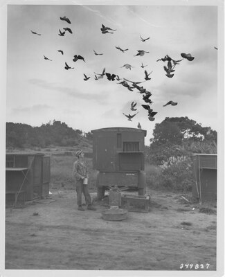 US Army Signal Corps Pigeons