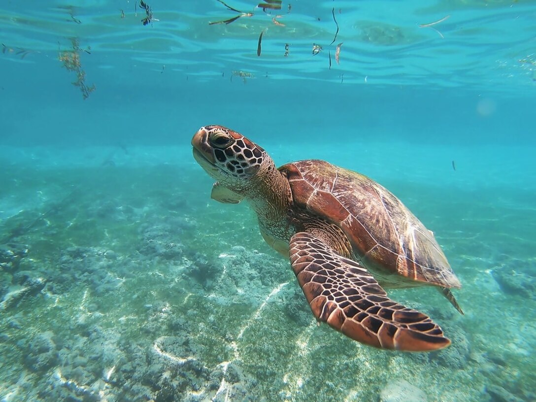 Image of a sea turtle swimming in shallow blue/green water.