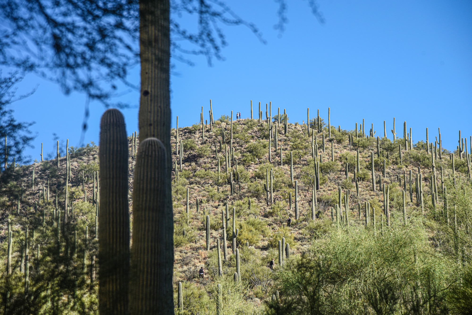 Pictured above is a cactus fill hill with two people standing at the top.