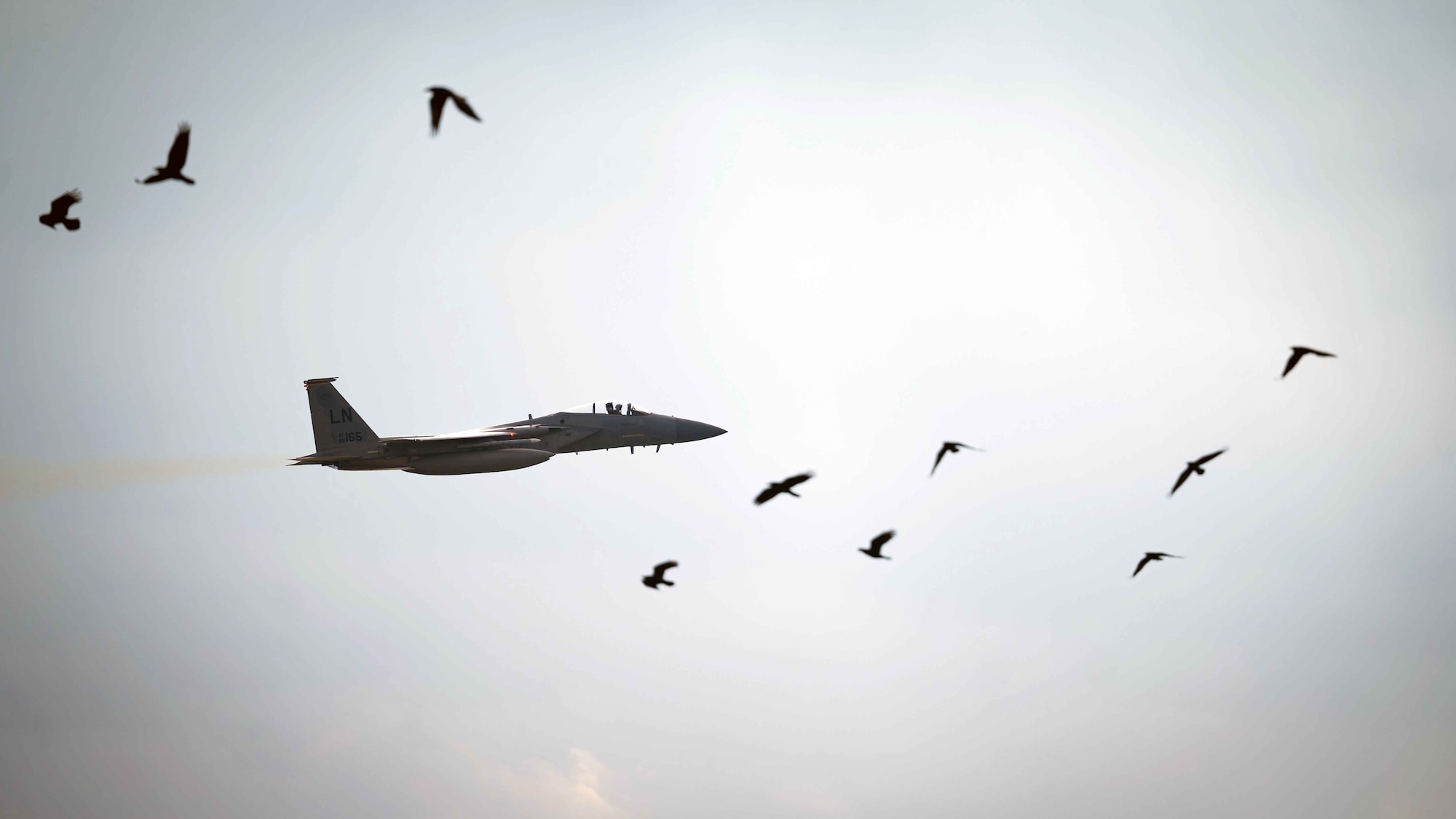 A F-15 flies among birds.