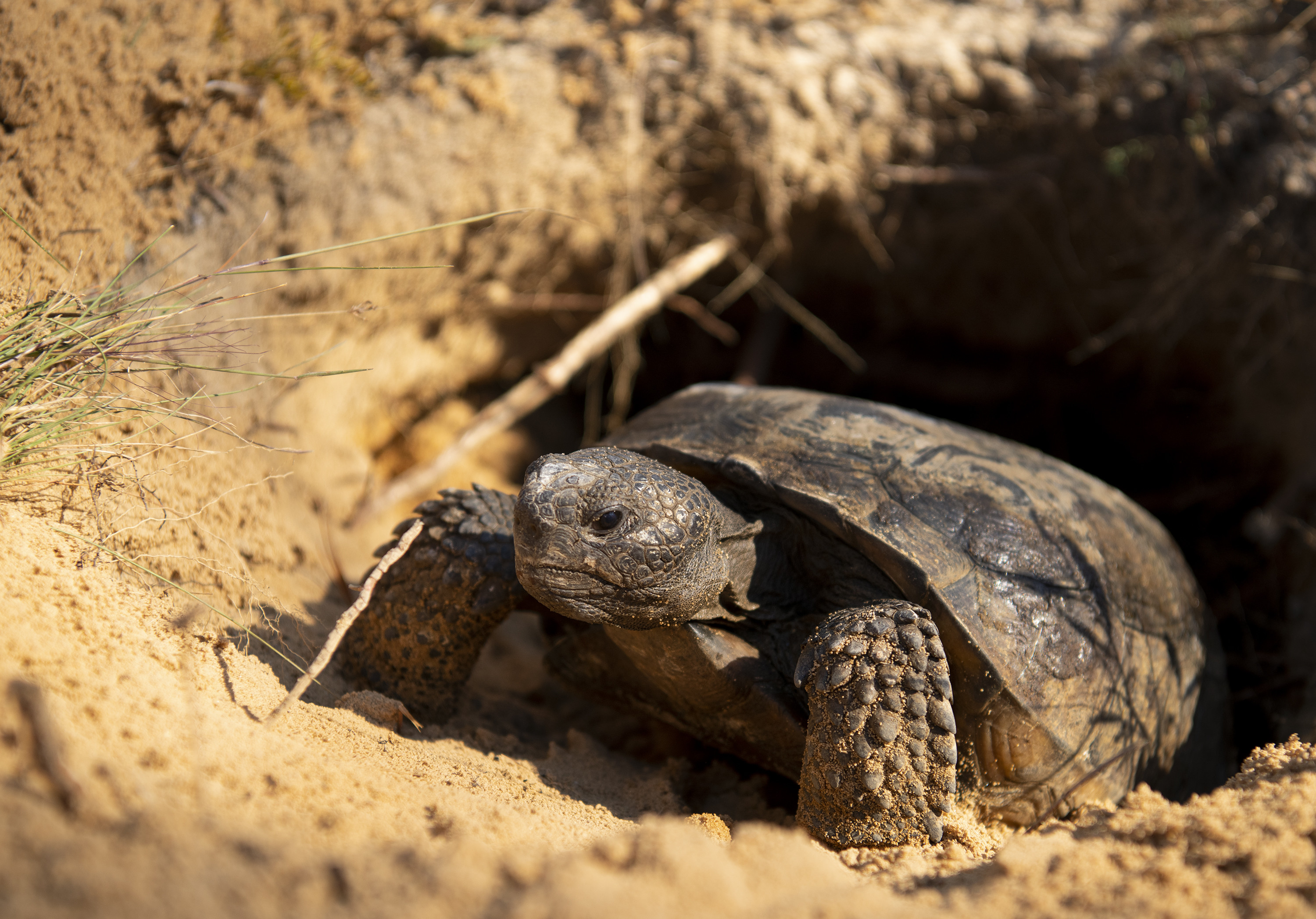 Recent gopher tortoise relocations increase Eglin population > Eglin ...