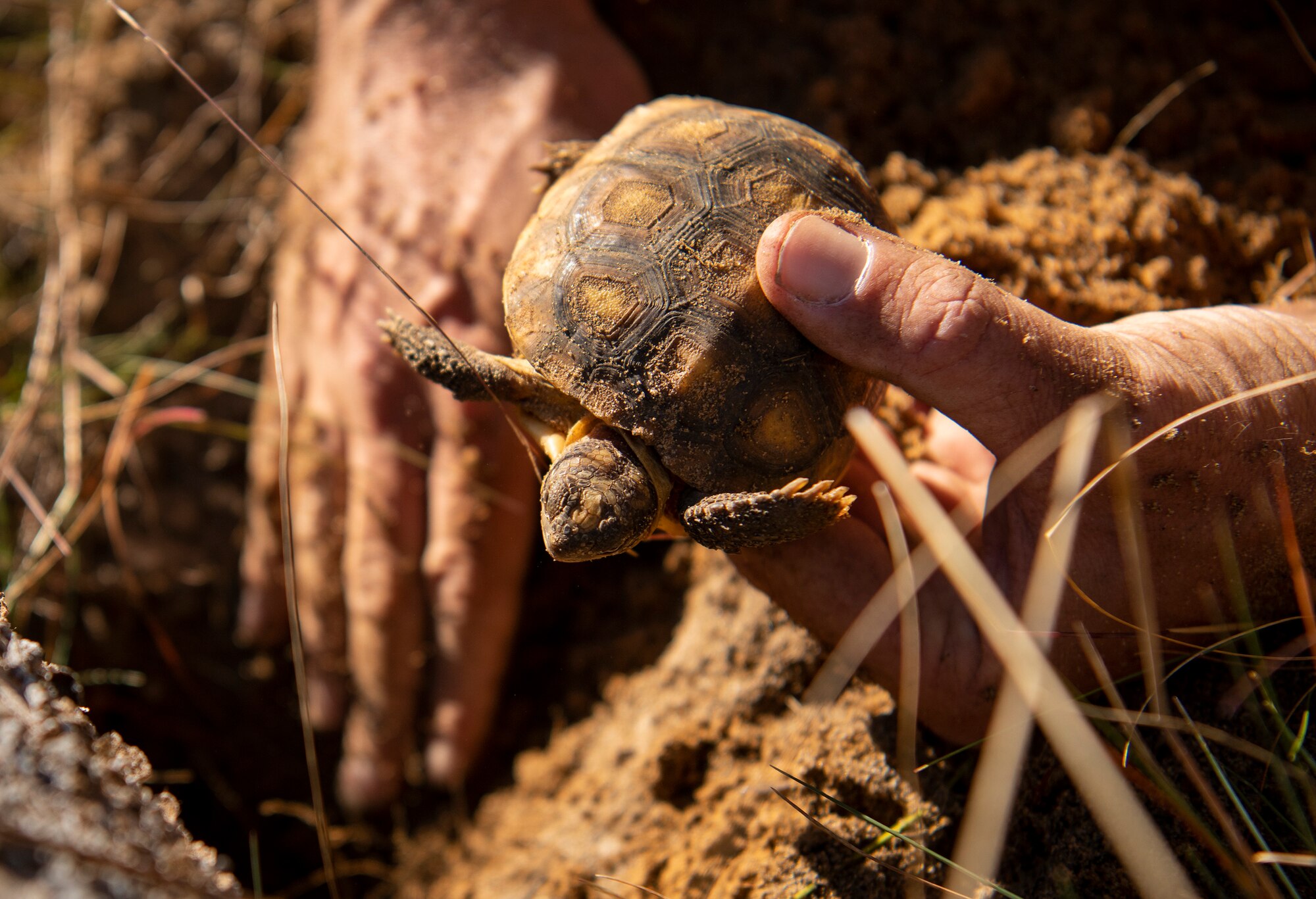 Tortoise relocation