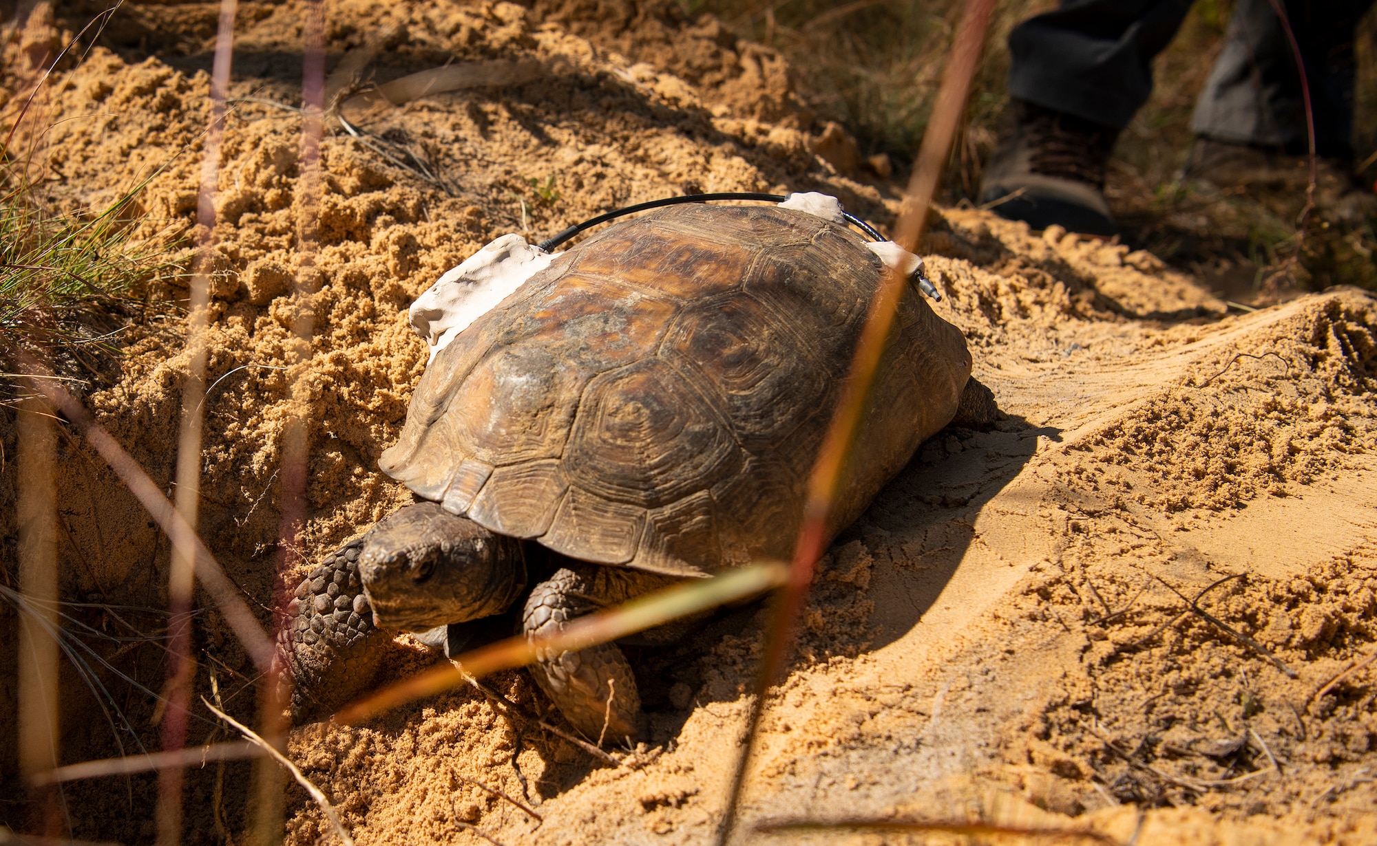 Tortoise relocation