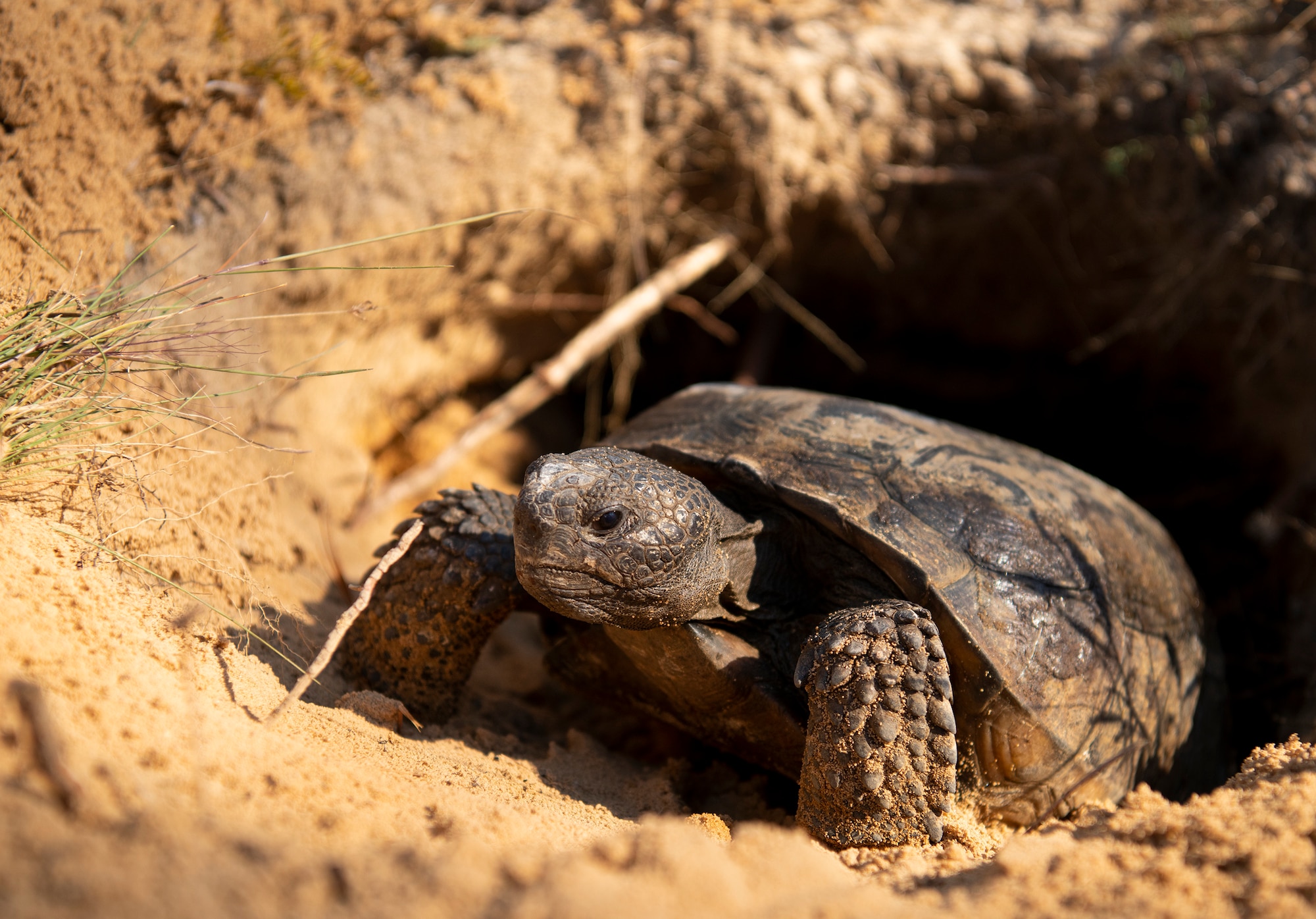 Tortoise relocation