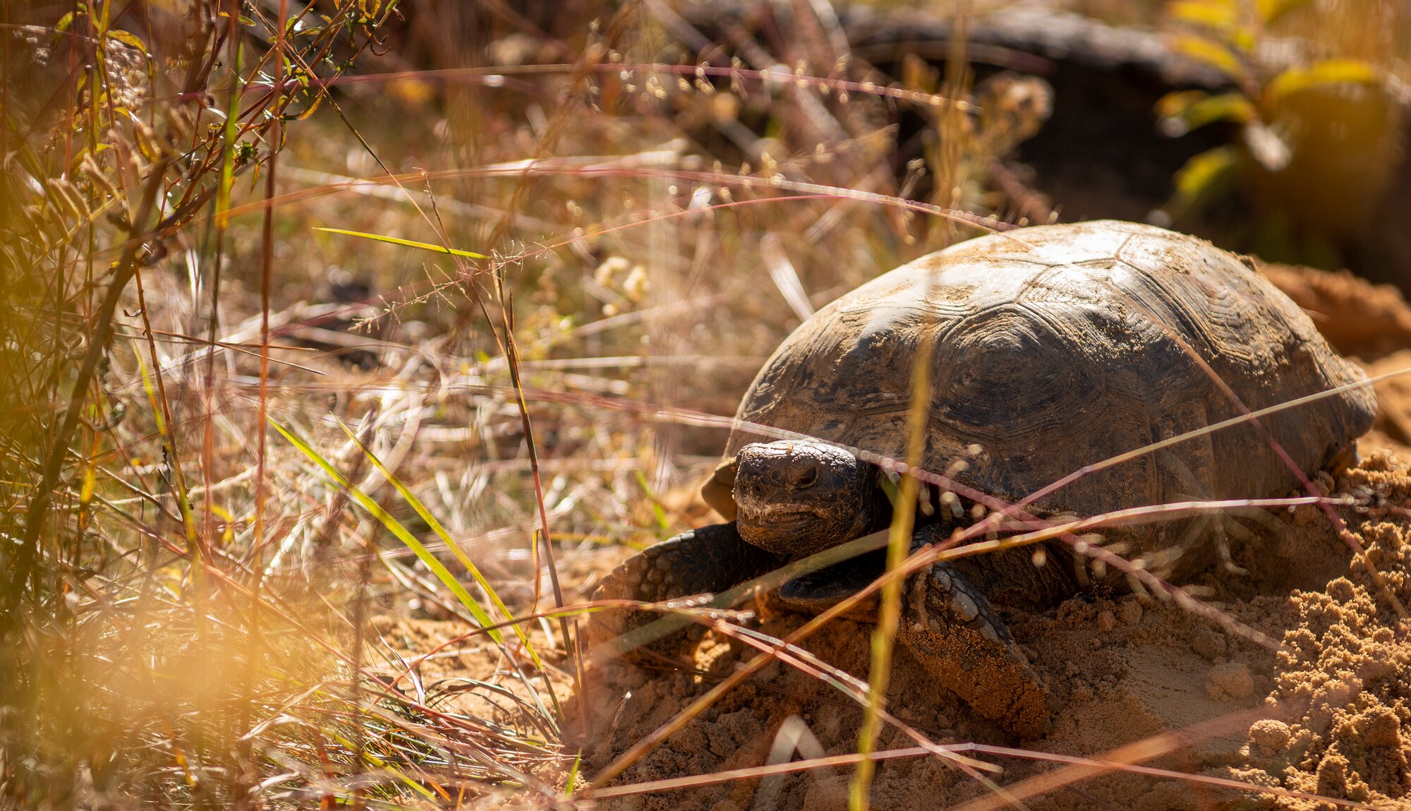 Tortoise relocation