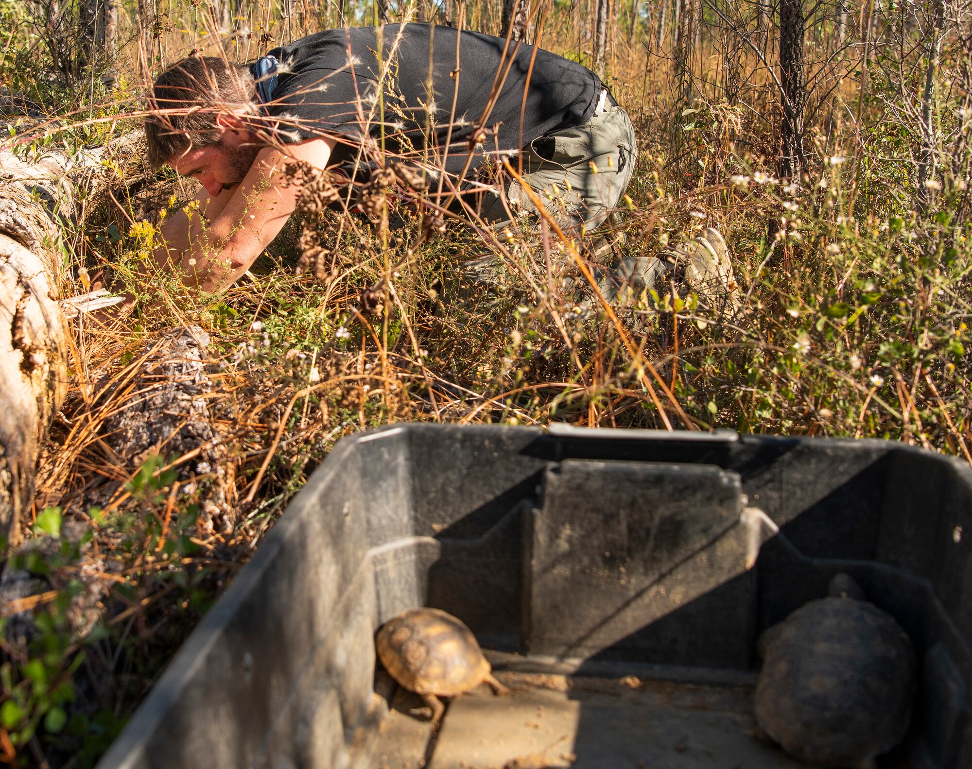 Tortoise relocation