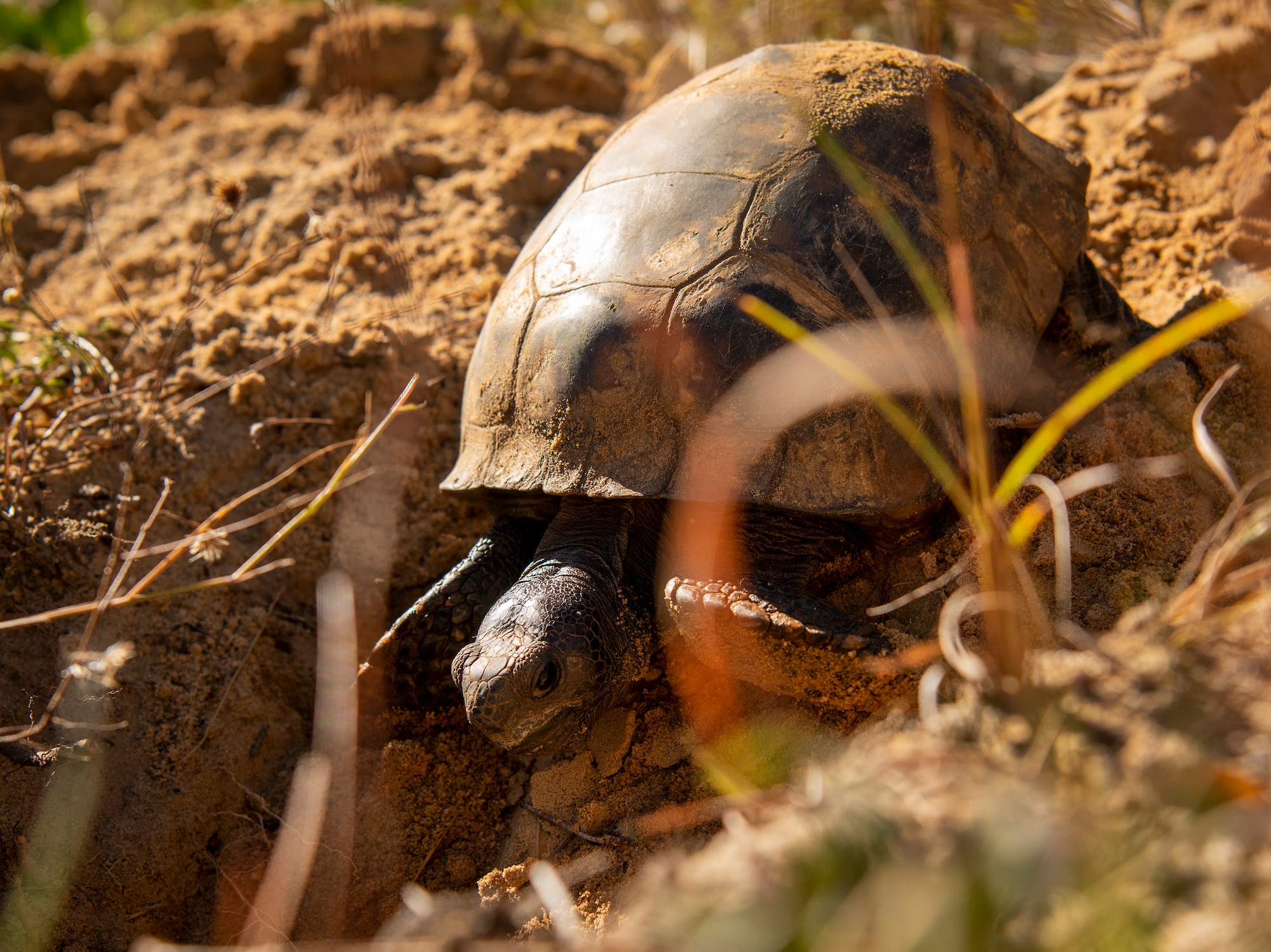 Tortoise relocation