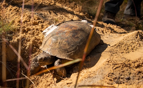 Tortoise relocation