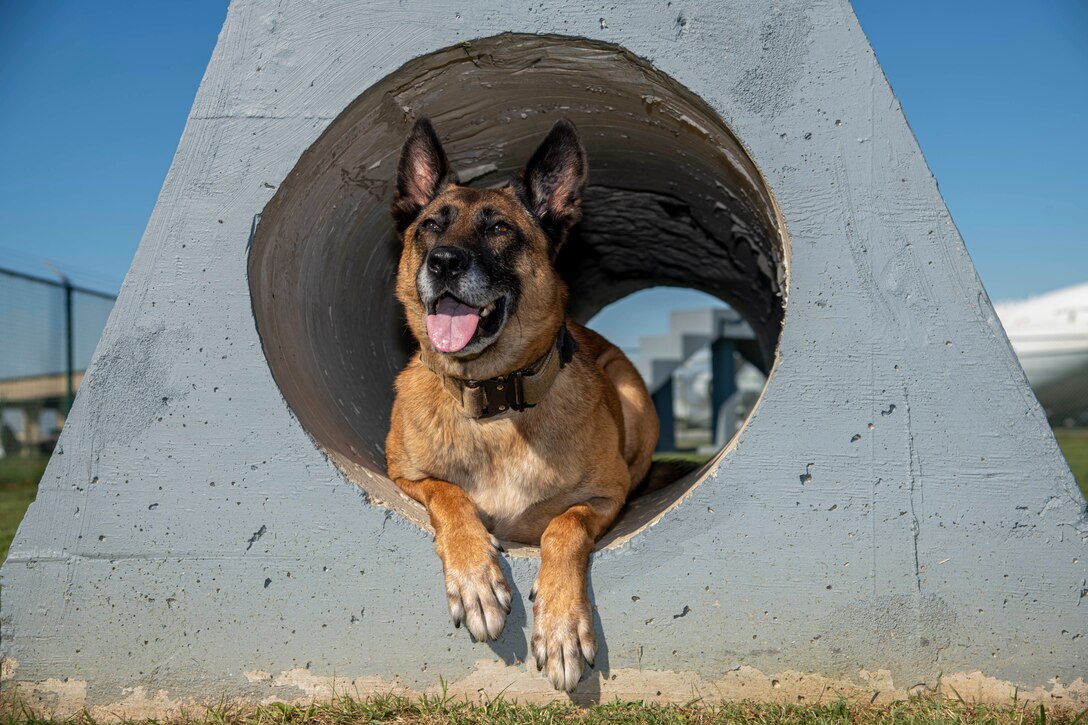 Military Working Dog Johny V385, 436th Security Forces Squadron patrol drug detection dog, lays down in a tunnel at Dover Air Force Base, Delaware, Nov. 3, 2021. MWD Johny served at Dover AFB for seven years before his retirement on Nov. 9, 2021. (U.S. Air Force photo by Tech. Sgt. Nicole Leidholm)