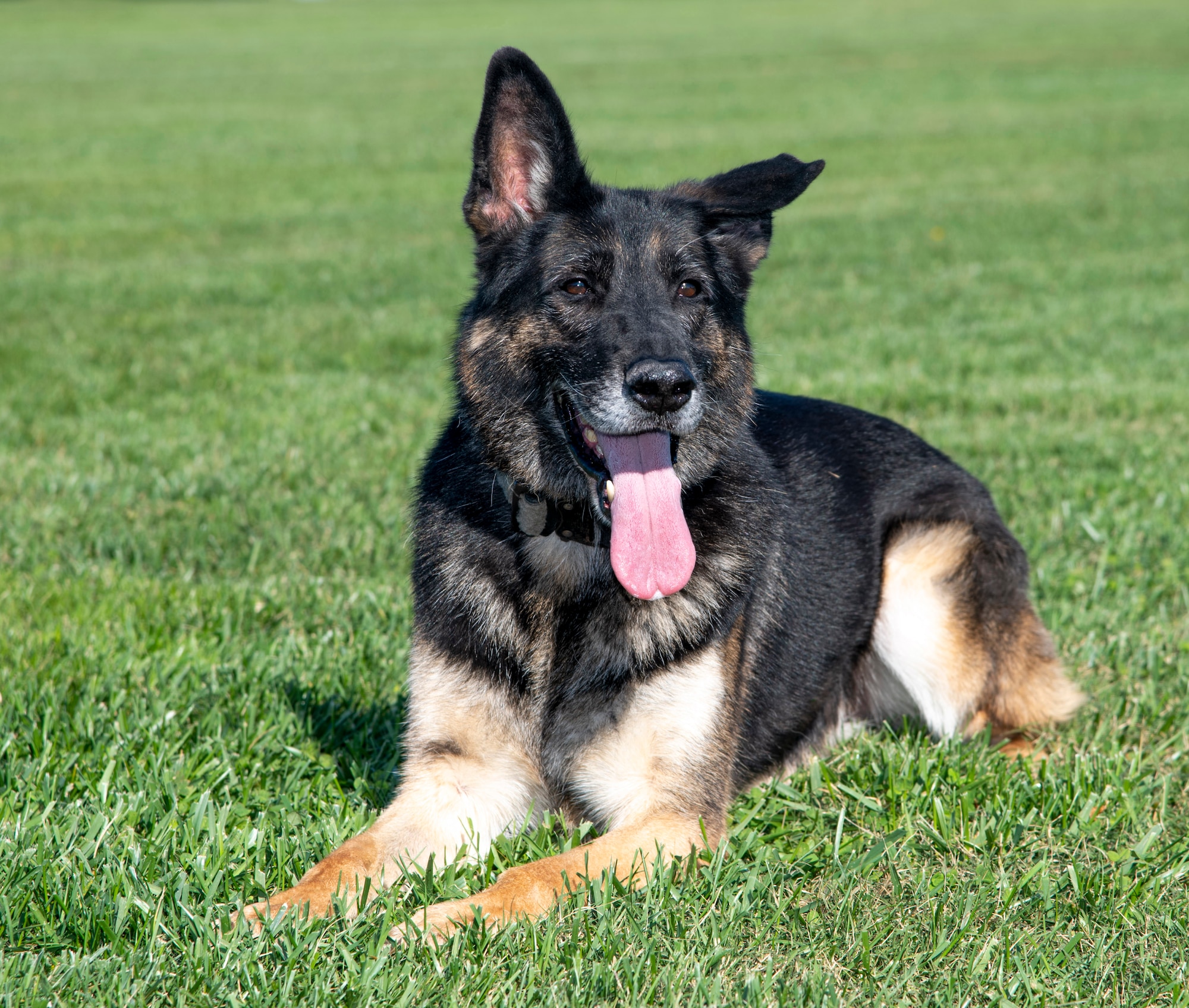 Military Working Dog Ramos W334, 436th Security Forces Squadron patrol explosive detection dog, lays down in the grass at Dover Air Force Base, Delaware, Nov. 3, 2021. MWD Ramos served at Dover AFB for six years, including two deployments, before his retirement on Nov. 9, 2021. (U.S. Air Force photo by Tech. Sgt. Nicole Leidholm)