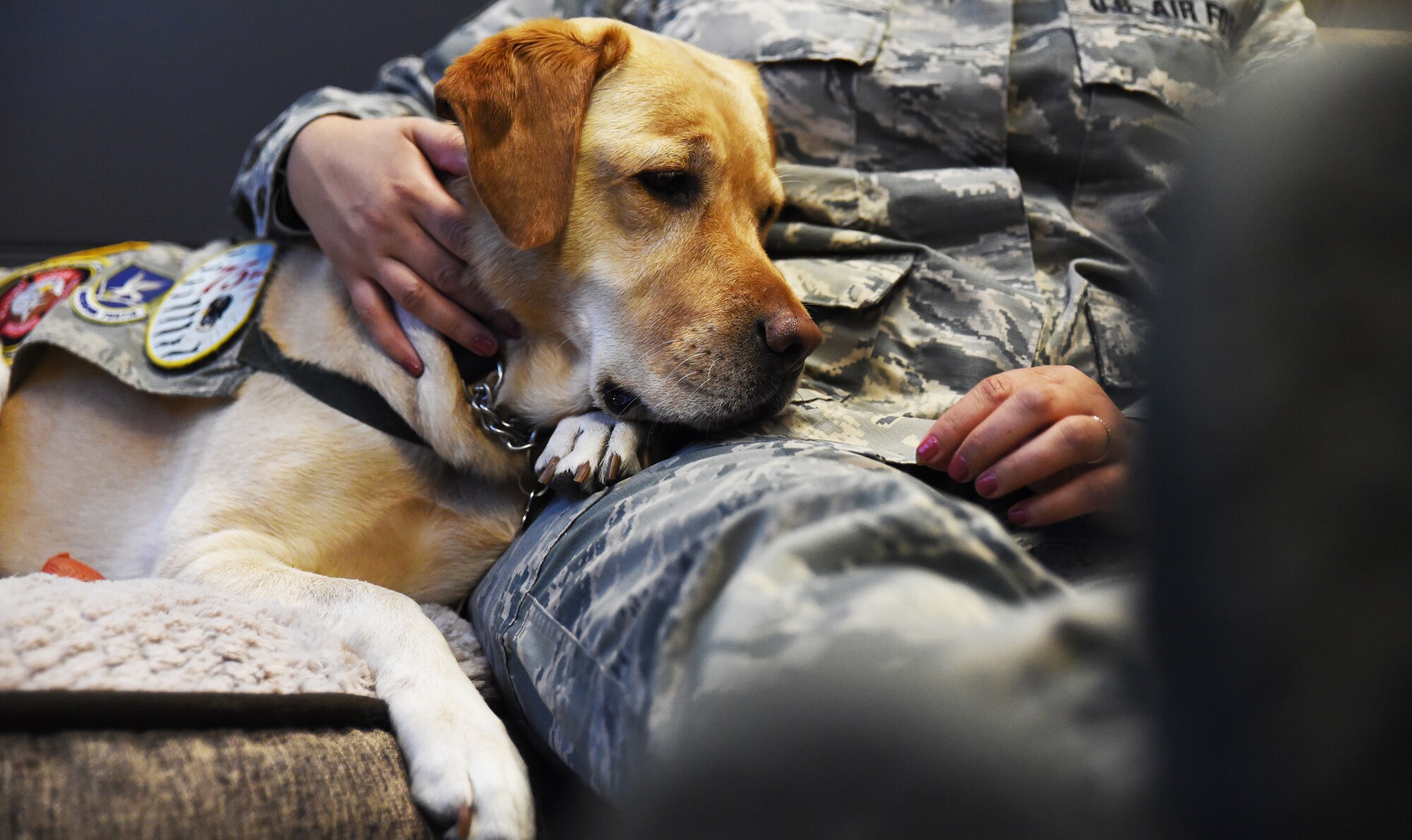 Paige, a facility therapy dog for the 144th Fighter Wing, gives affection to an Airman as the Airman talks with Dr. Stephanie Grant, 144th Fighter Wing director of psychological health, during a private counseling session.