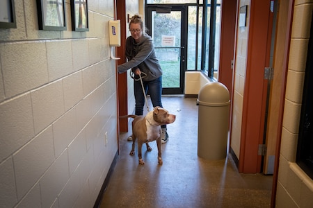 a woman walks a dog on a leash.