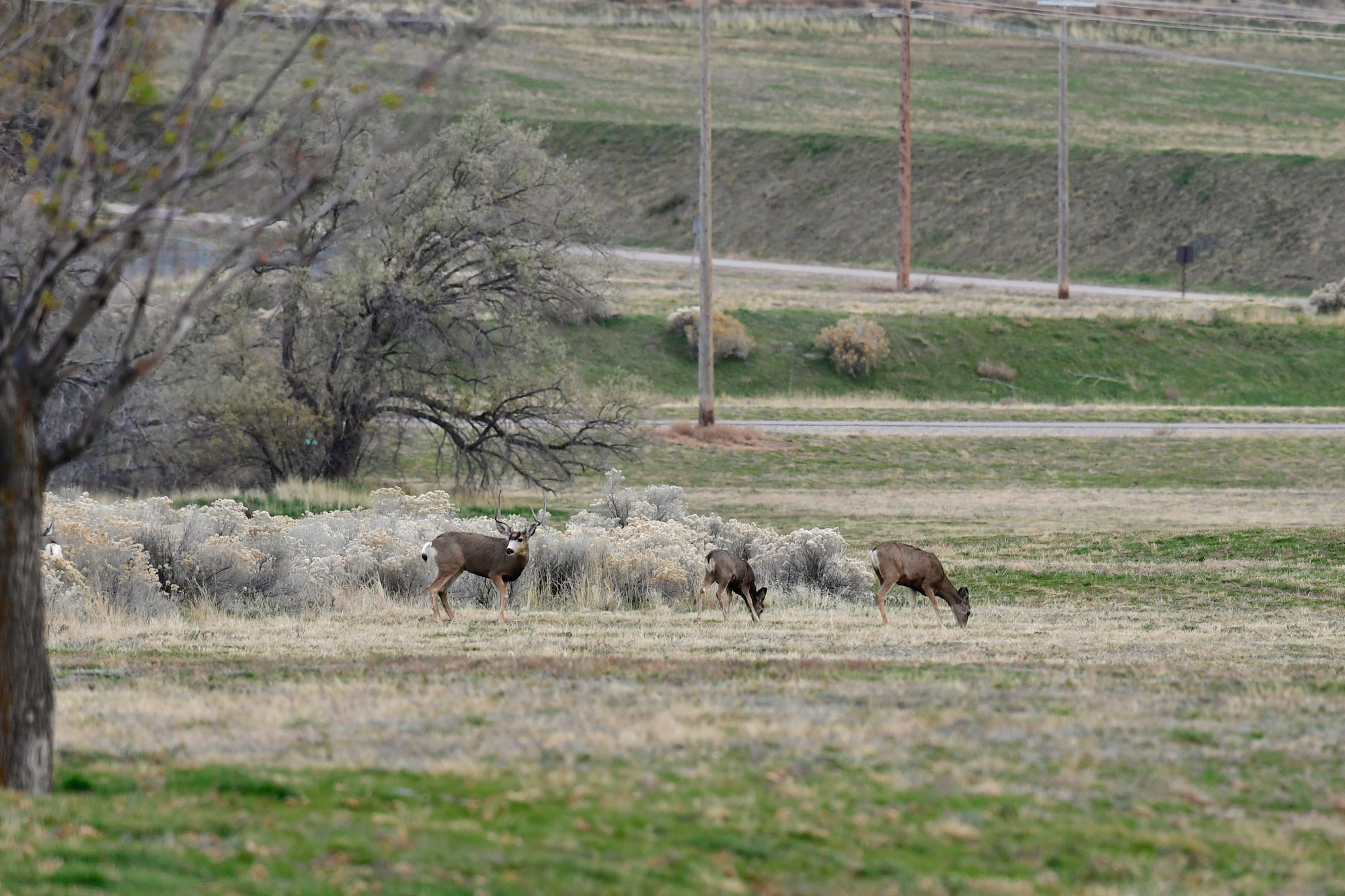 Deer grazing in a field.