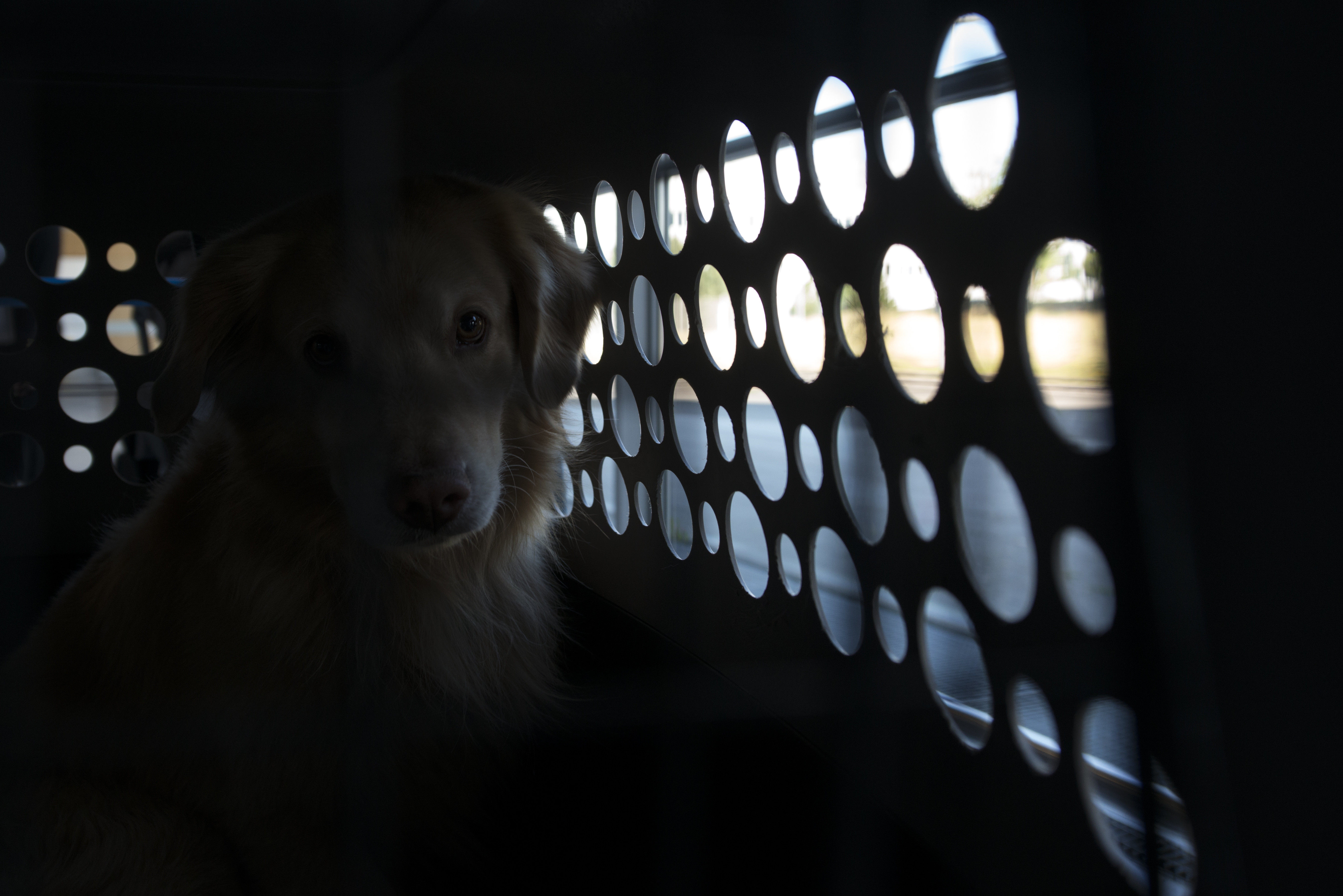 Otis waits to check-in at the Ramstein Passenger Terminal, Ramstein Air Base, Germany, May 29, 2020. Pets must remain in their kennels while in the terminal or public areas. (U.S. Air Force photo by Airman 1st Class Taylor D. Slater)