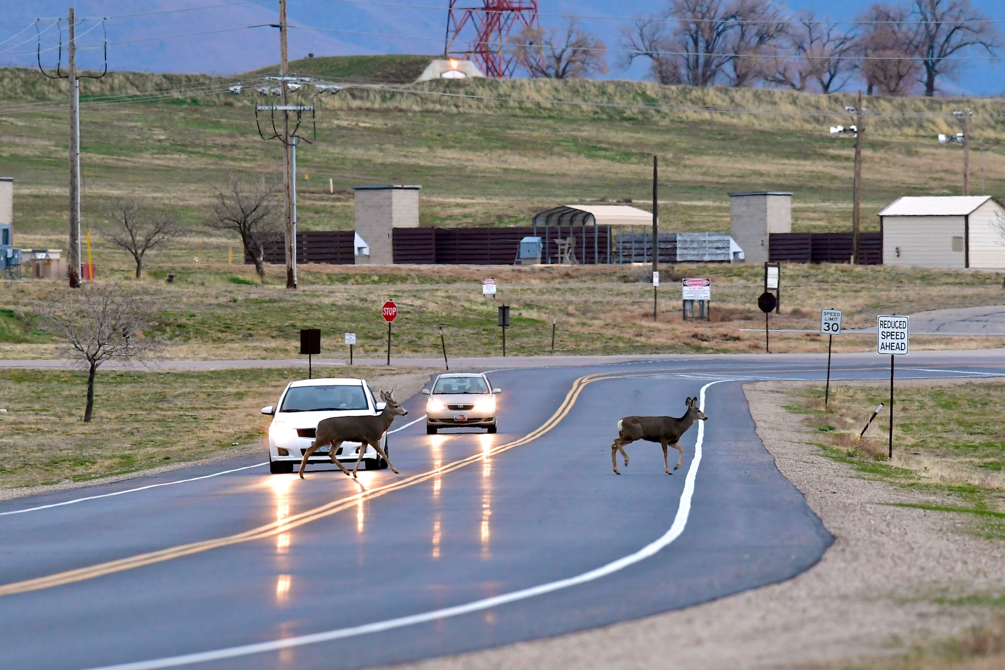 Deer cross a road in front of a vehicle.