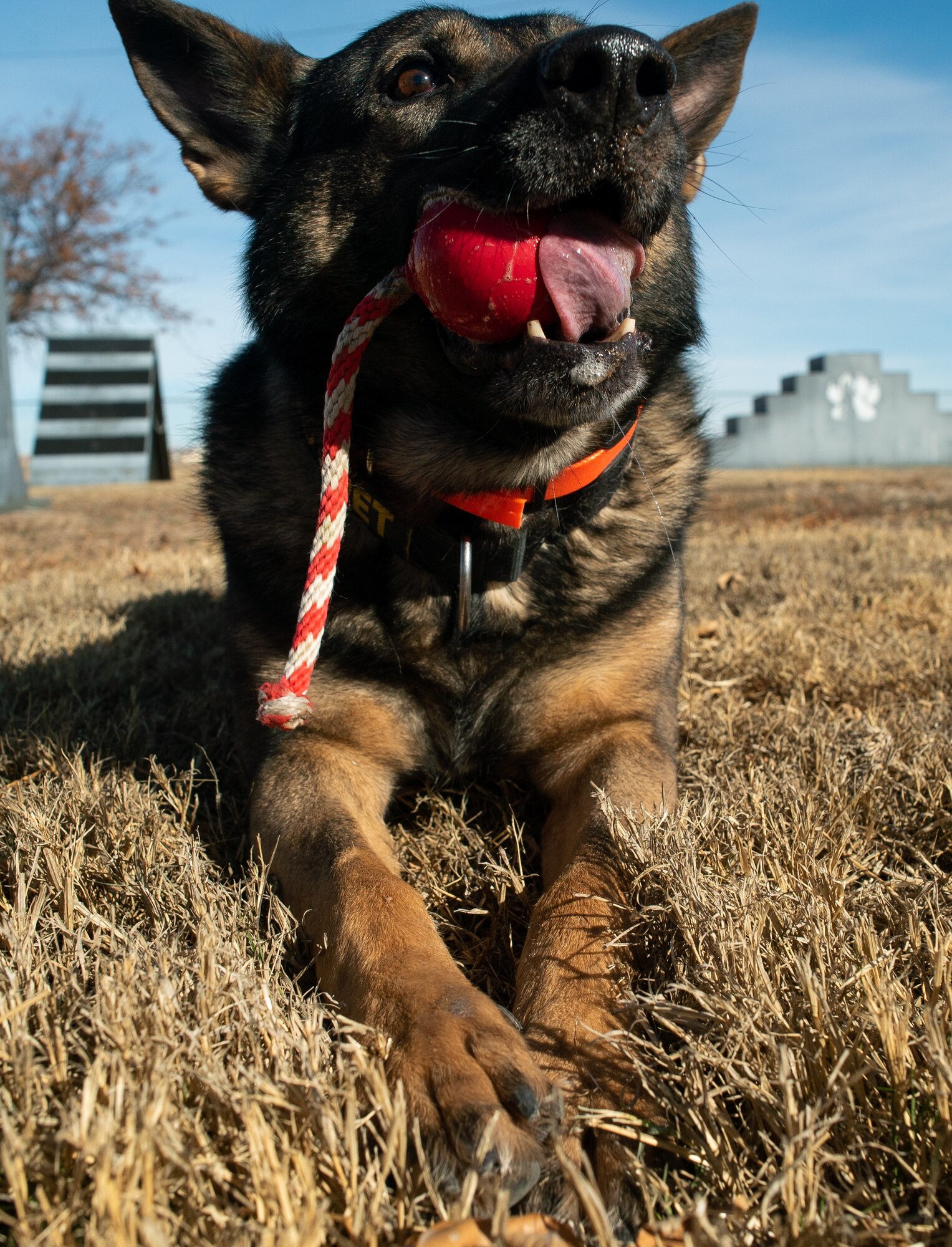 Military Working Dog Fulda W378, 27th Special Operations Security Forces Squadron K-9, chews on a toy at the K-9 training grounds on Cannon AFB, N.M., Nov. 15, 2021. MWDs serve alongside their human handlers while performing drug and explosives searches, aggressor apprehension, specialized missions and daily base patrols. (U.S. Air Force photo by Senior Airman Christopher Storer)