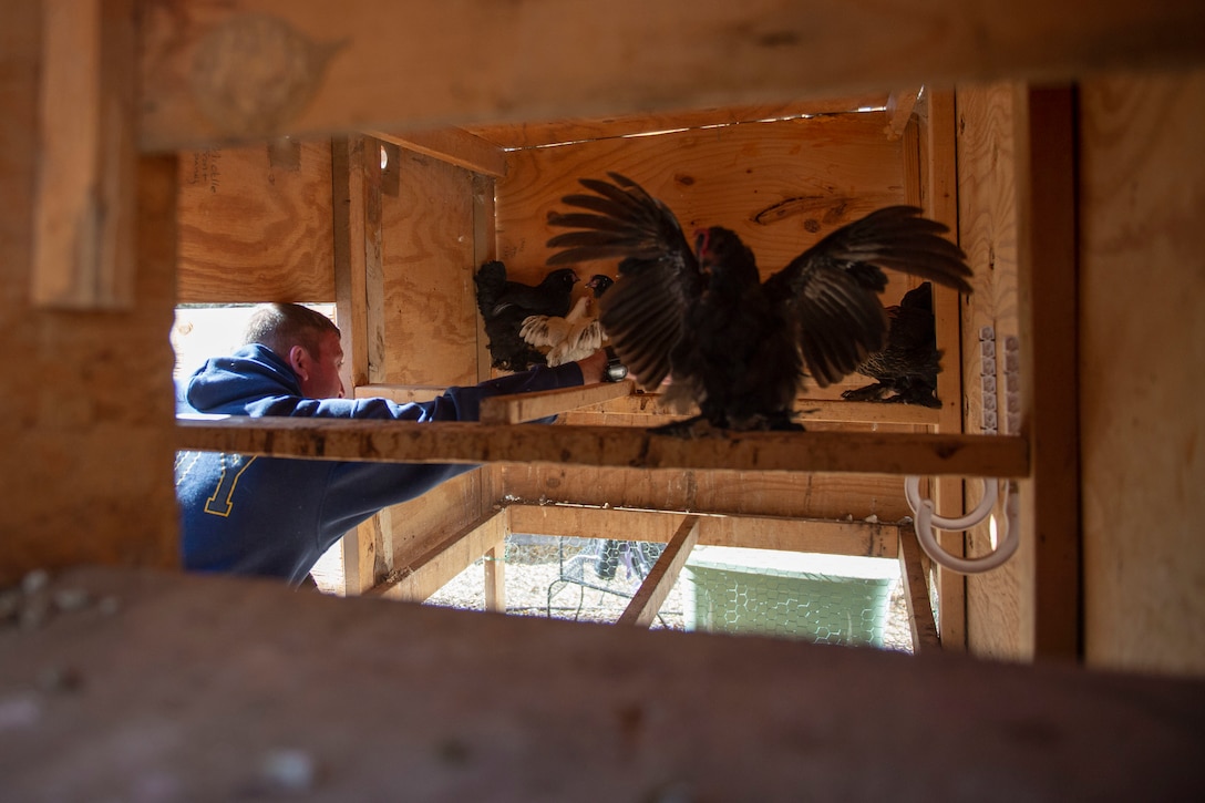 A sailor moves chickens and hens around to clean a chicken coop.