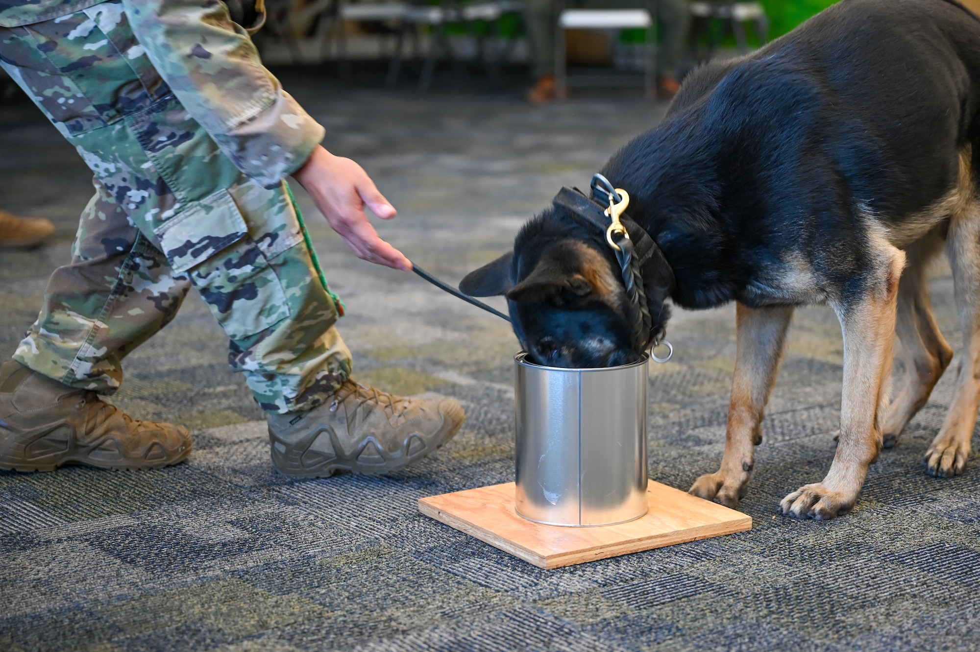75th Security Forces Squadron military working dog Fules trains on odor imprinting Nov. 17, 2021, at Hill Air Force Base, Utah. Military working dogs and their handlers from 75th SFS conducted joint K-9 training with local, state and federal law enforcement dog teams to foster partner relations and enhance capabilities. (U.S. Air Force photo by Cynthia Griggs)