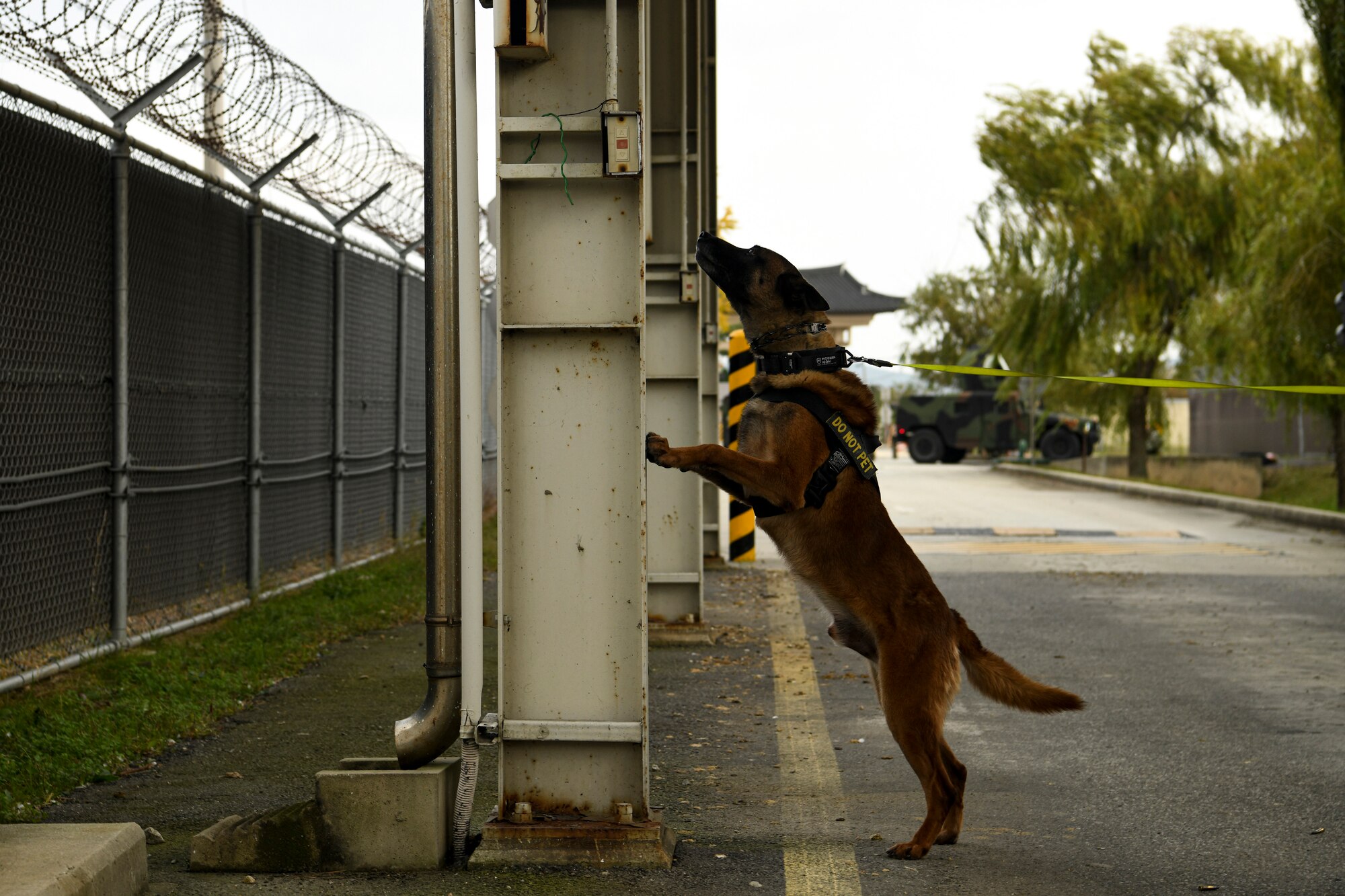 Pedro, an 8th Security Forces Squadron Military Working Dog, patrols a scene during a routine training event at Kunsan Air Base, Republic of Korea, Nov. 1, 2021. The Kunsan defenders are constantly training on their efficiency on base defense, leading to successfully locating and apprehending the simulated trespassers. (U.S. Air Force photo by Staff Sgt. Jesenia Landaverde)