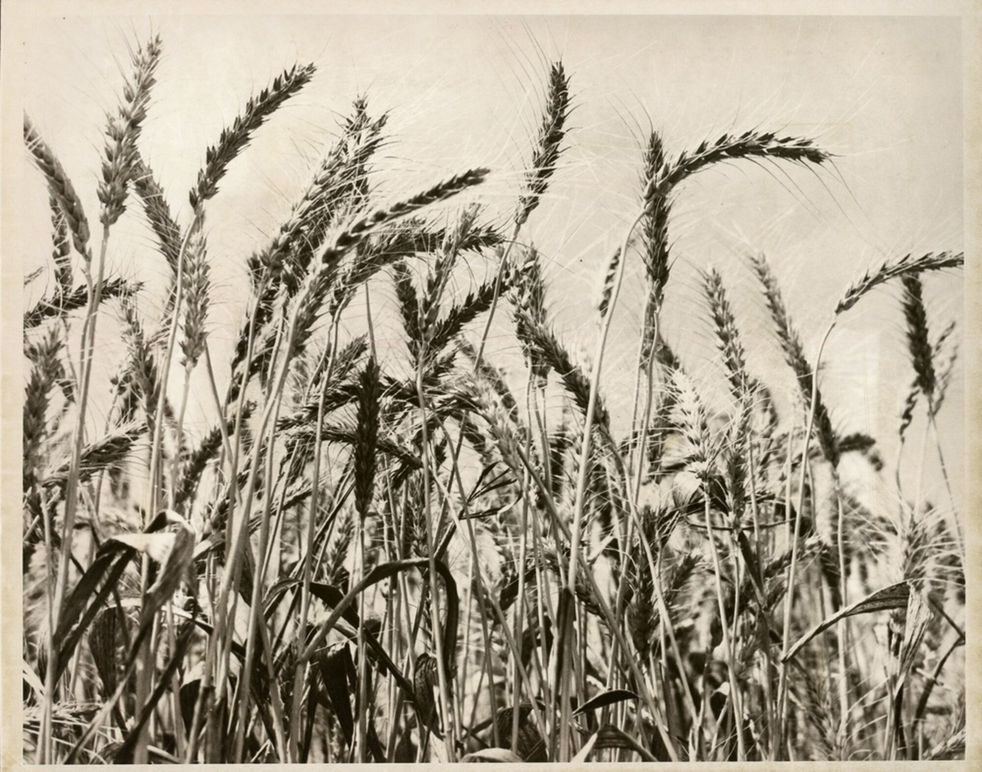 IMAGE OF WHEAT. THE BACK OF THE IMAGE READS... AGRICULTURE- WHEAT AG-TURKEY
WORLDS LARGEST WHEAT SEED PROGRAM IS LAUNCHED- WHEAT WAS HARVESTED IN CUKUROVA REGION OF TURKEY JUNE 2. HARVESTING IS ORDINARILY CONSIDERED THE CULMINATION OF AN AGRICULTURAL PROCESS. WITH THE HELP OF A USAID LOAN FOR MORE THAN $3 MILLION, TURKEY NEXT MONTH WILL IMPORT 20,000 TONS OF MEXICAN SEMI-DWARF WHEAT SEED. A NATION WHICH HAS HAD TO IMPORT MORE THAN 400,000 TONS OF WHEAT ANNUALLY, TURKEY CONFIDENTLY EXPECTS THAT BY USING THE NEW SEED SUCCESSFULLY SHE WILL HAVE A MILLION-TON SURPLUS WITHIN TWO YEARS--AND CAN THEN BEGIN EXPORTING WHEAT TO HUNGRY NATIONS.