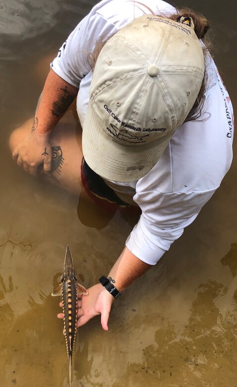 Kasea Price, research technician at The University of Southern Mississippi, monitoring a tagged juvenile Gulf Sturgeon prior to release. (Photo credit: Elizabeth Greenheck, The University of Southern Mississippi)