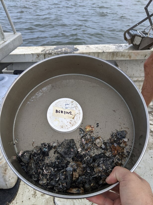 Benthic infaunal sample. (Photo credit: Michael Andres, The University of Southern Mississippi)