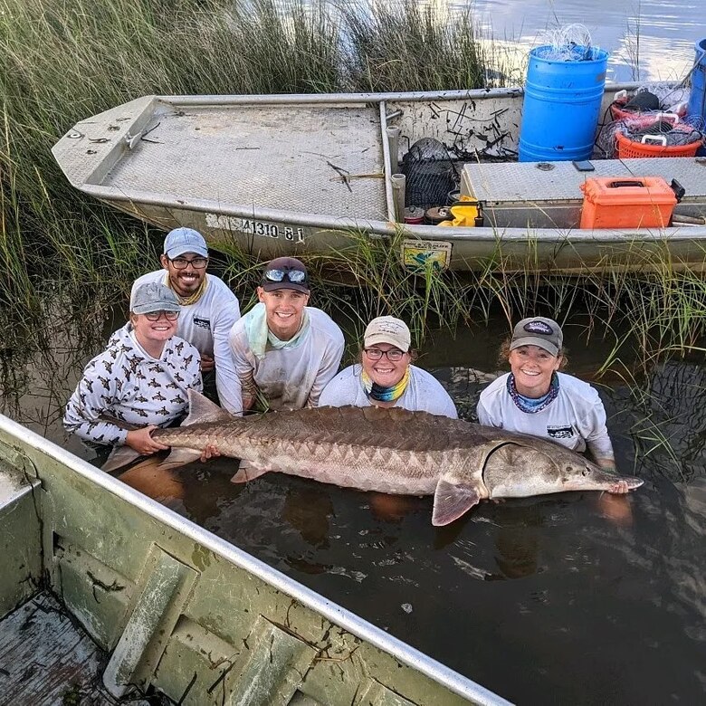 The University of Southern Mississippi graduate students and research technicians hold an adult Gulf Sturgeon captured in the Pascagoula River. Pictured from left: Elizabeth Greenheck, Alfonso Cohuo, Austin Draper, Kasea Price, and Kati Wright. (Photo credit: Michael Andres, The University of Southern Mississippi