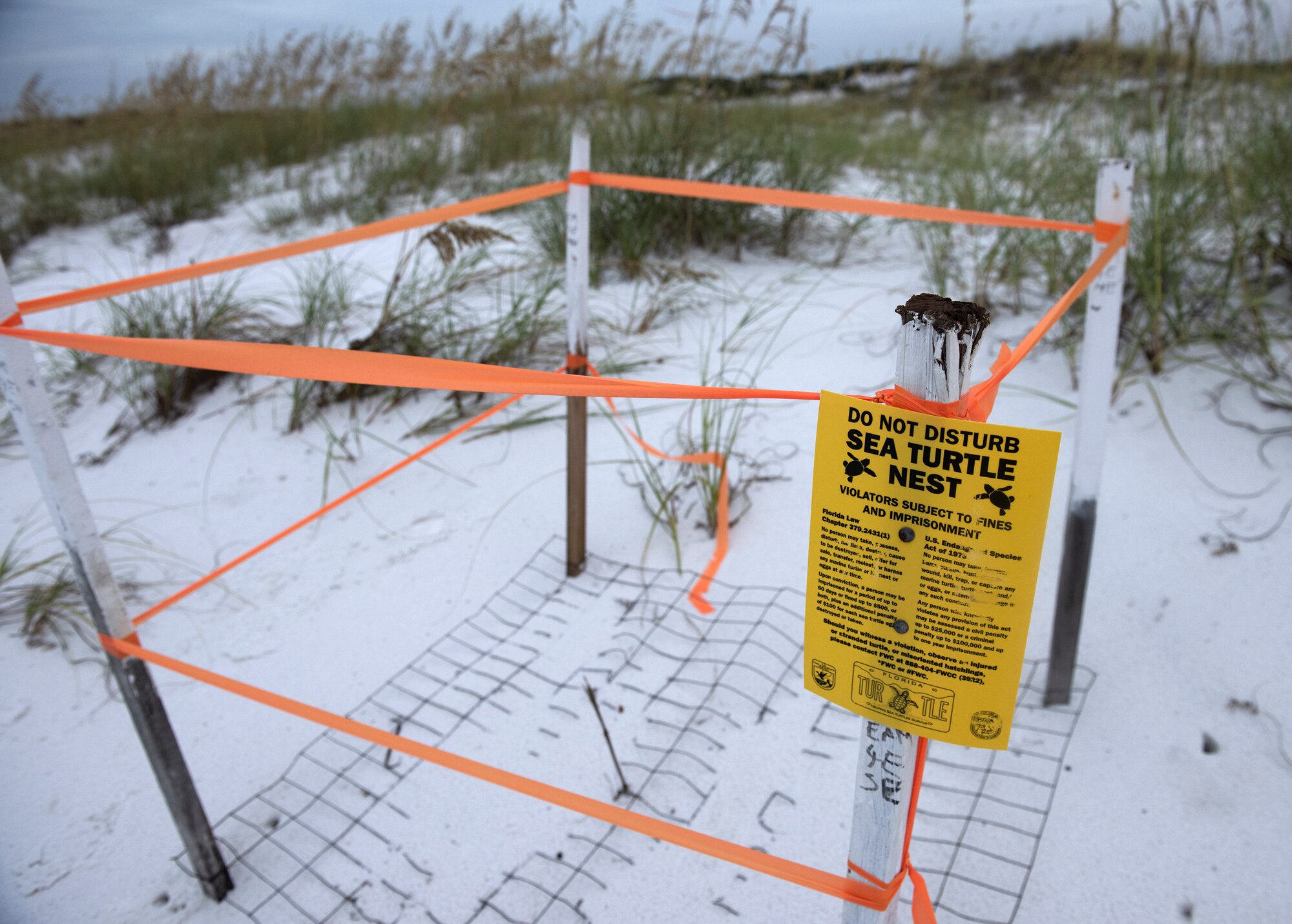 Sea Turtle season comes to an end