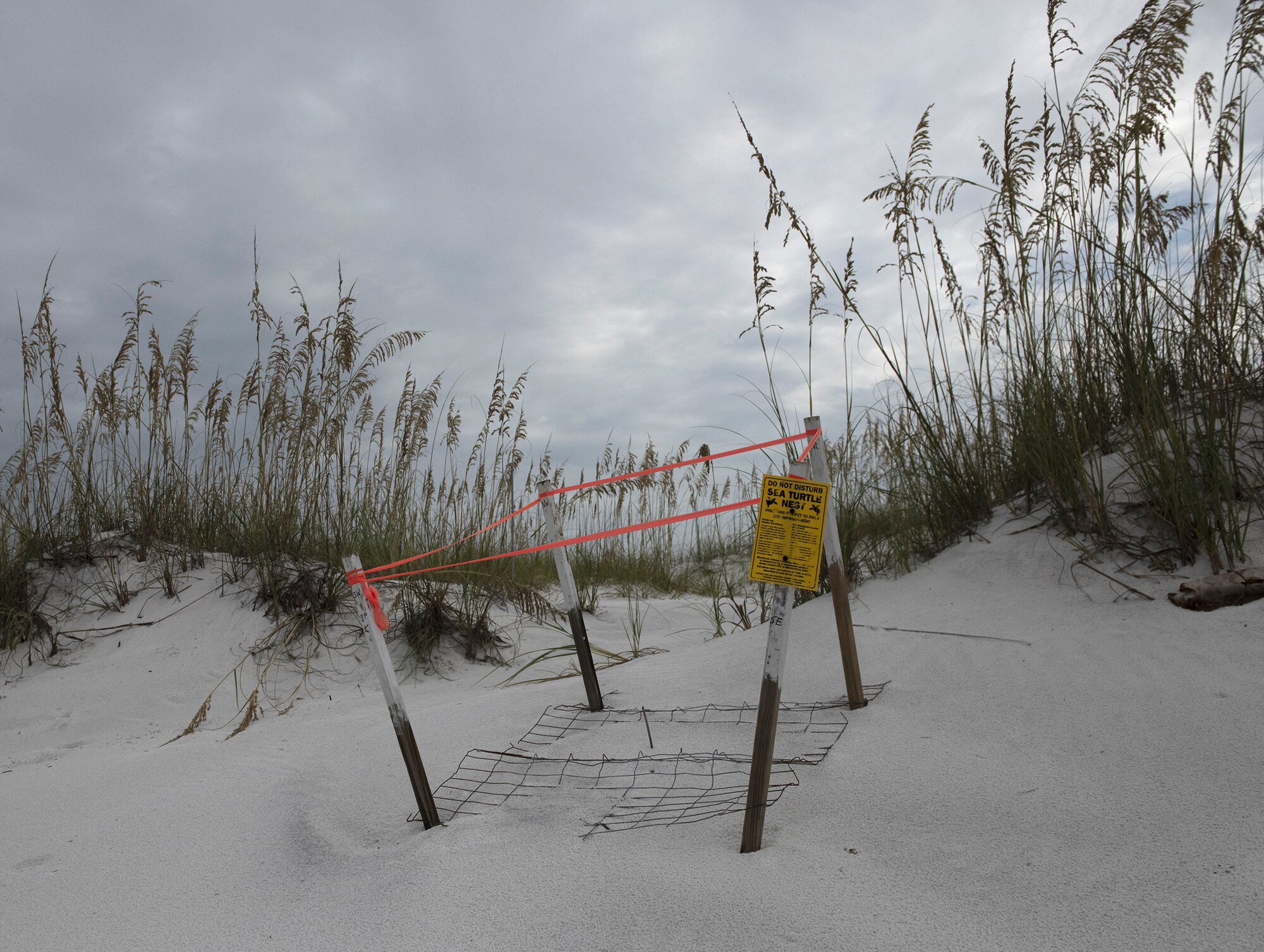 Sea Turtle season comes to an end